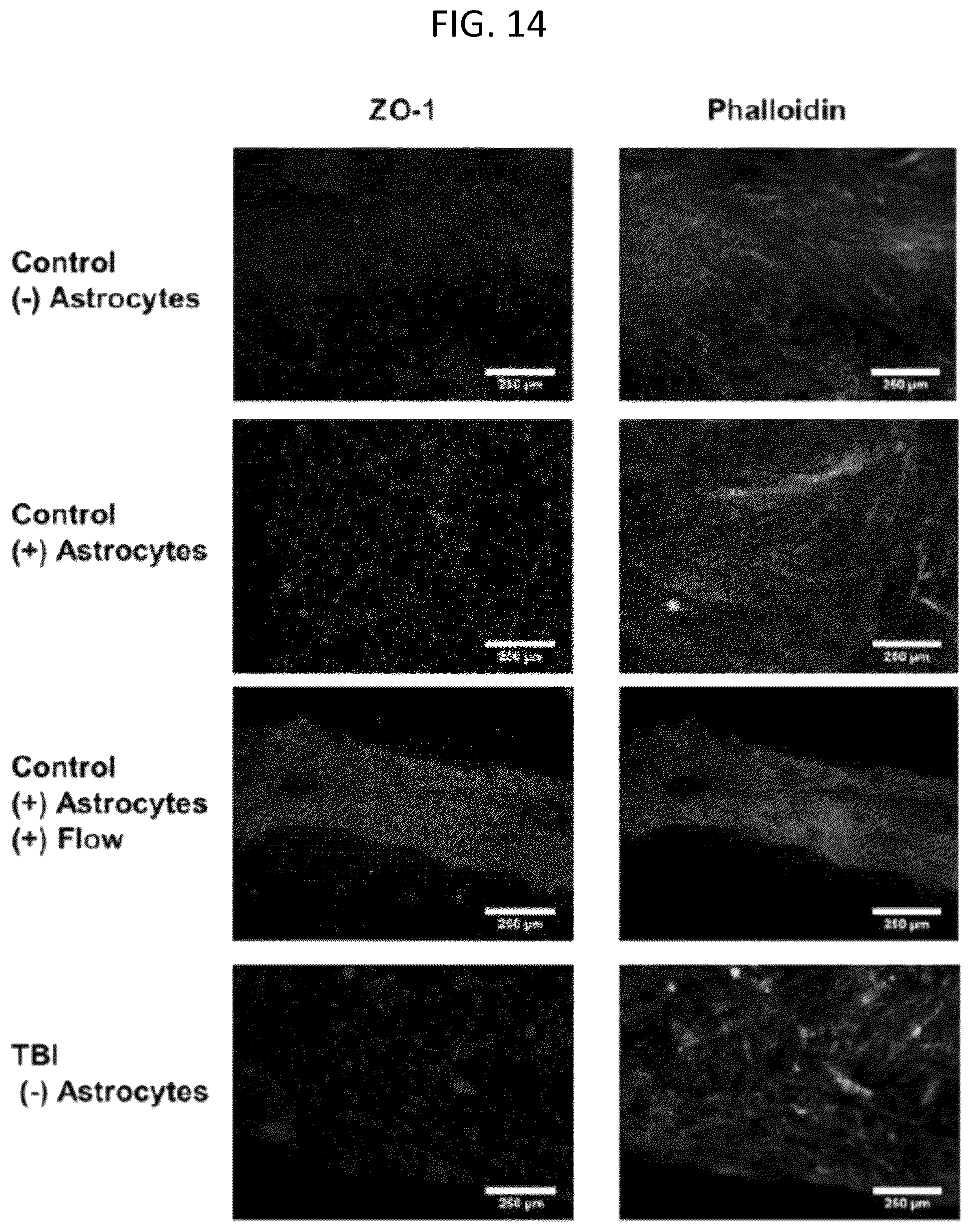 Patent US12319903 Figure 14 – Elastically deformable components and assemblies for use in cellular assays
