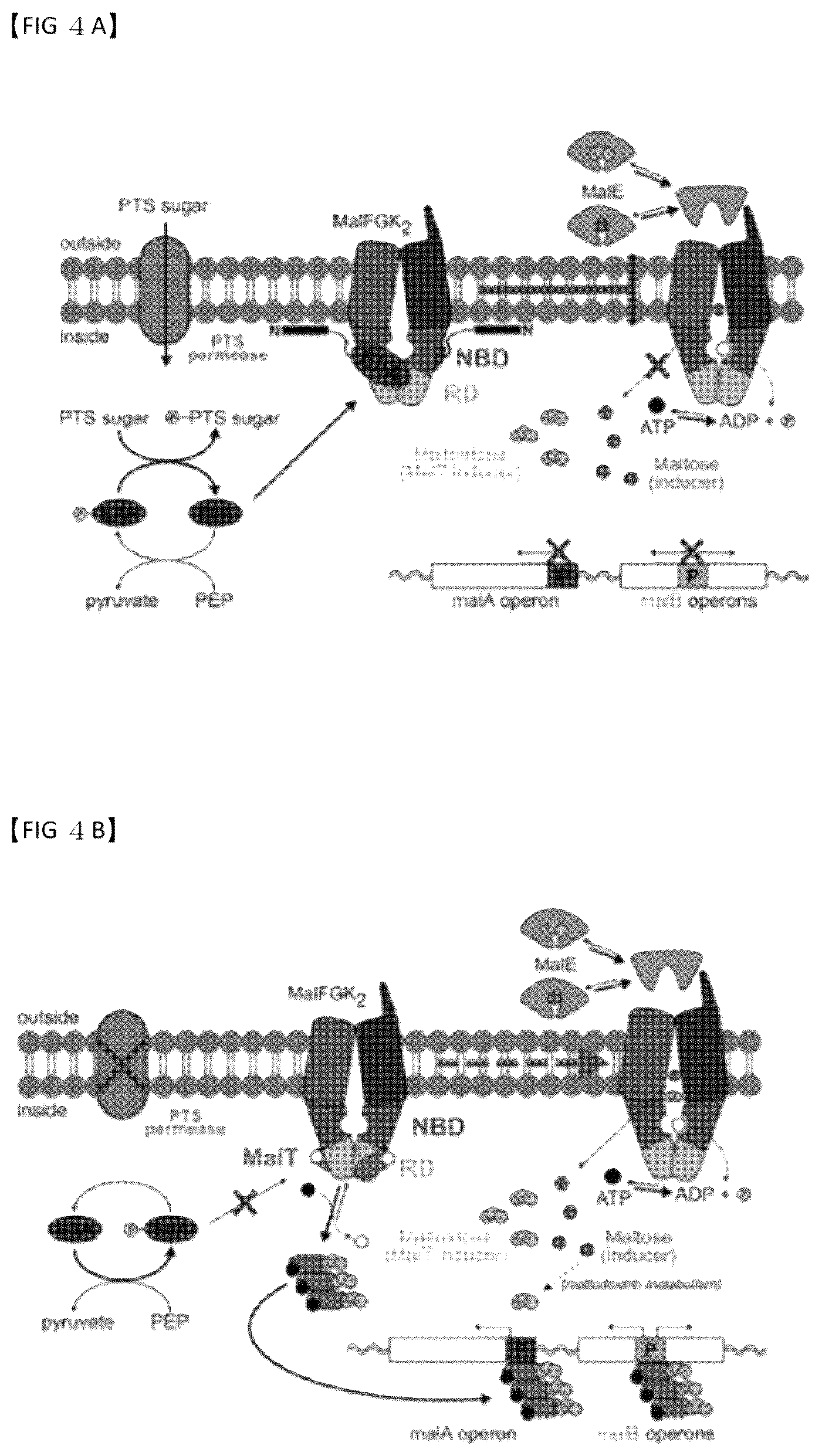 Patent US12319907 Figure 4 – Composition of culture media for Faecalibacterium prausnitzii