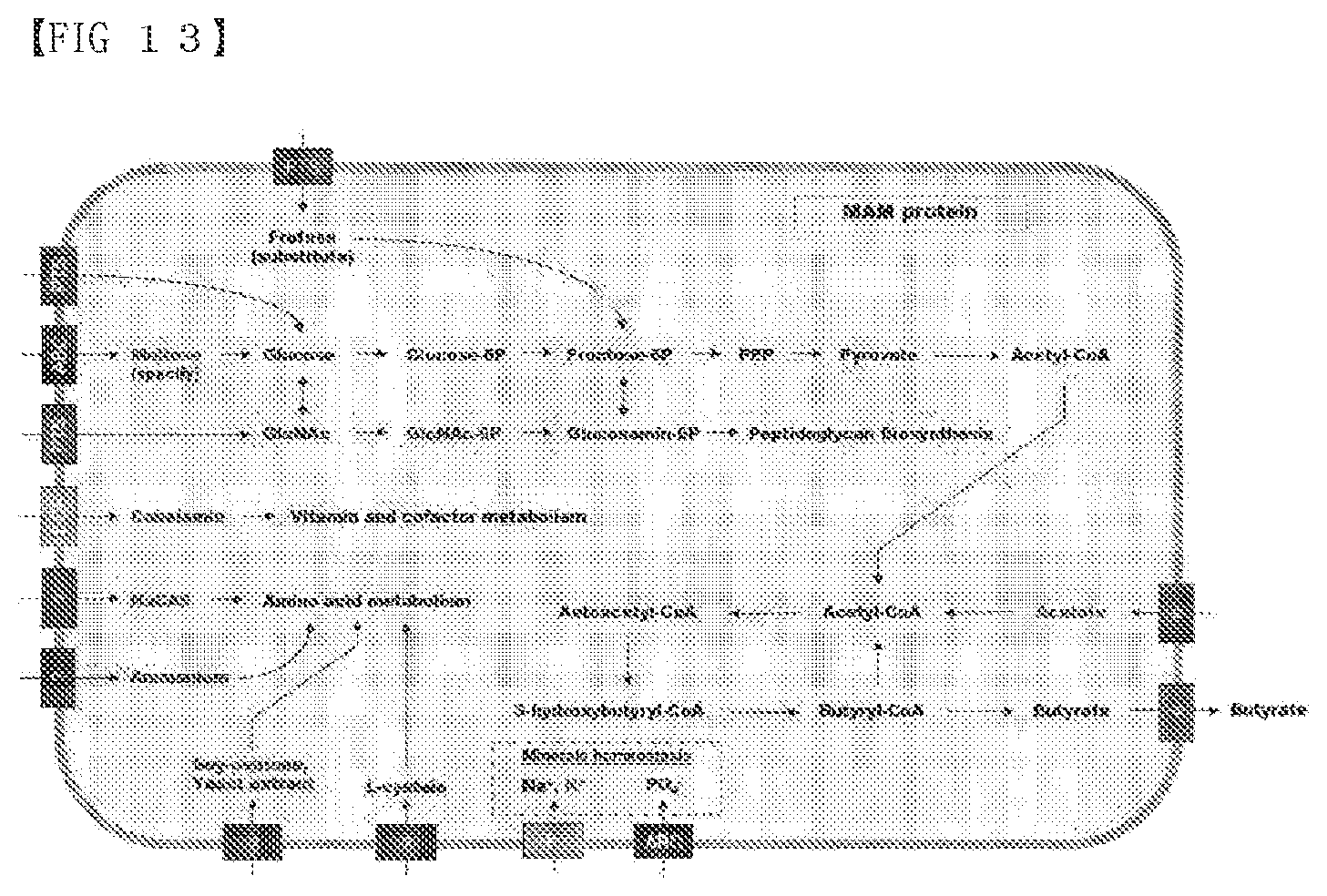 Patent US12319907 Figure 11 – Composition of culture media for Faecalibacterium prausnitzii