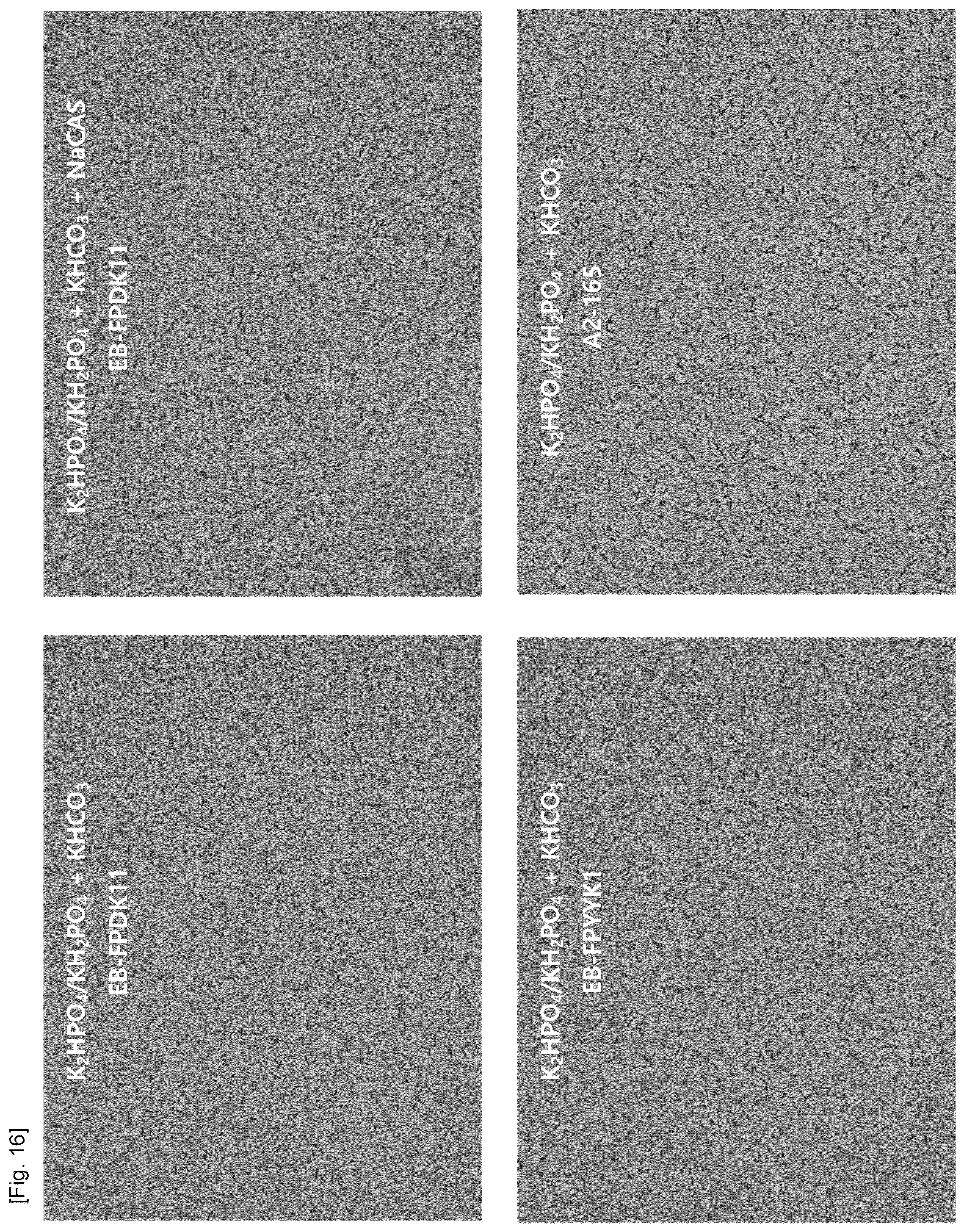 Patent US12319907 Figure 14 – Composition of culture media for Faecalibacterium prausnitzii