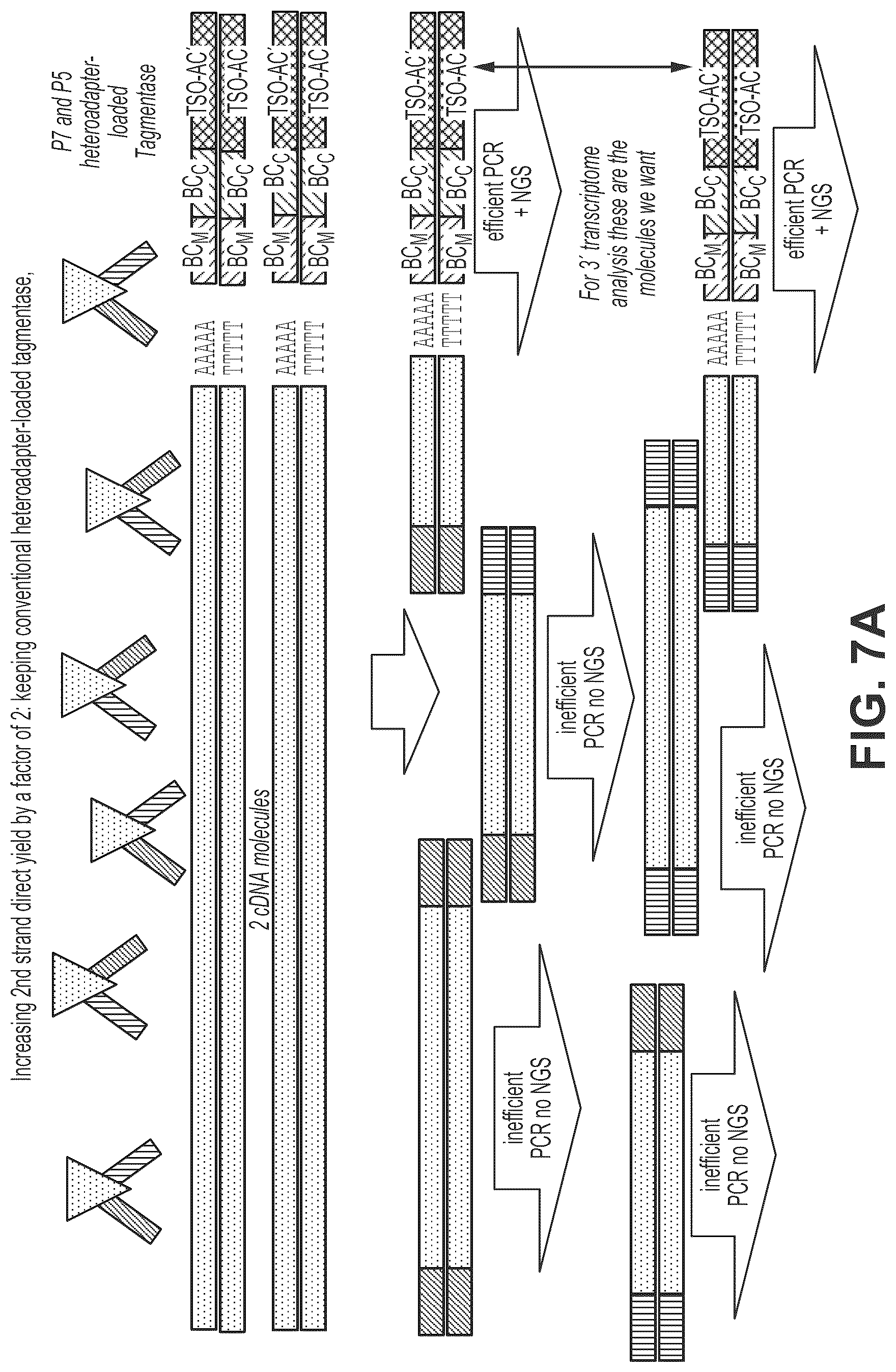 Patent US12319910 Figure 9 – Second strand direct