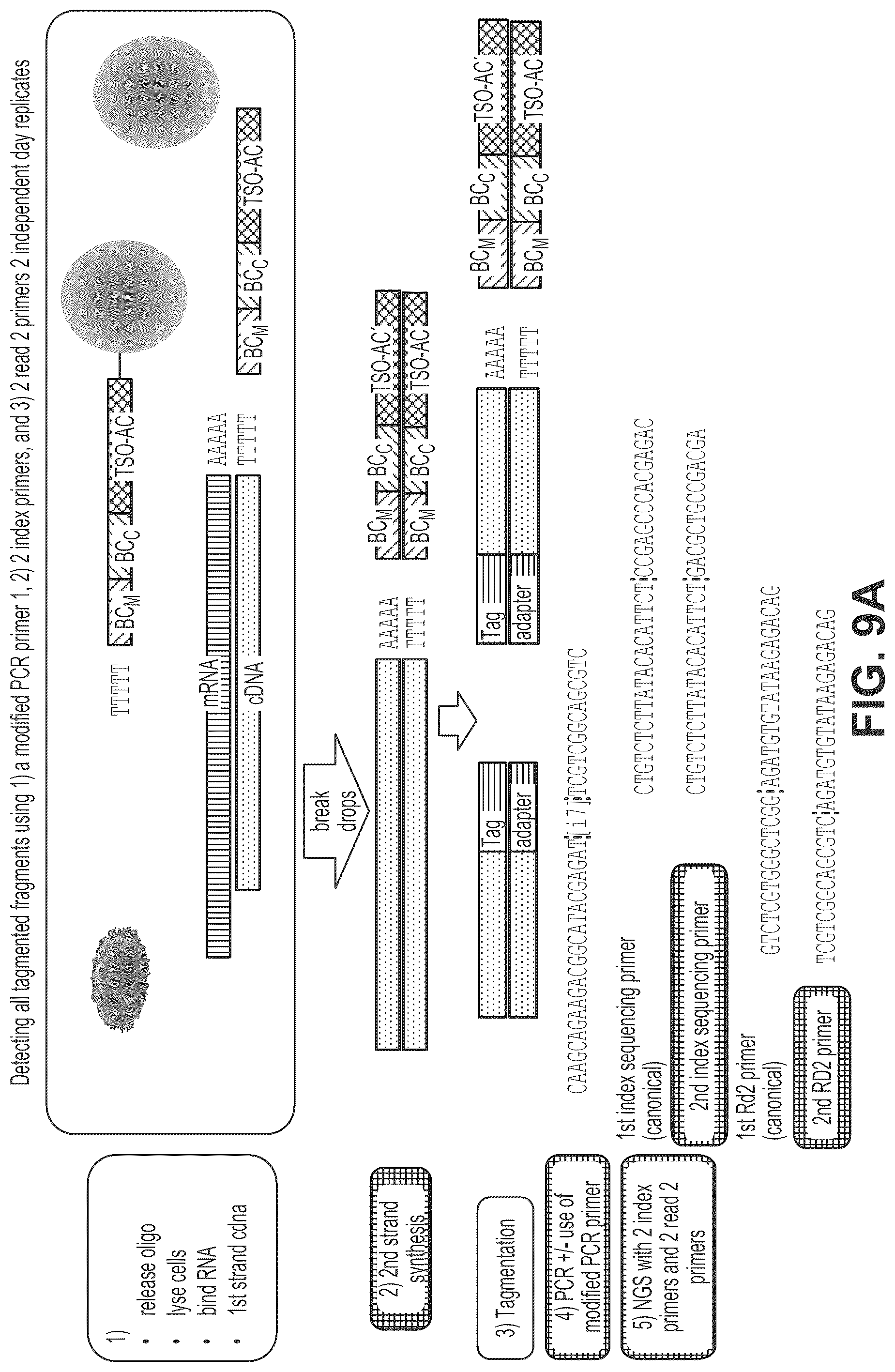 Patent US12319910 Figure 20 – Second strand direct