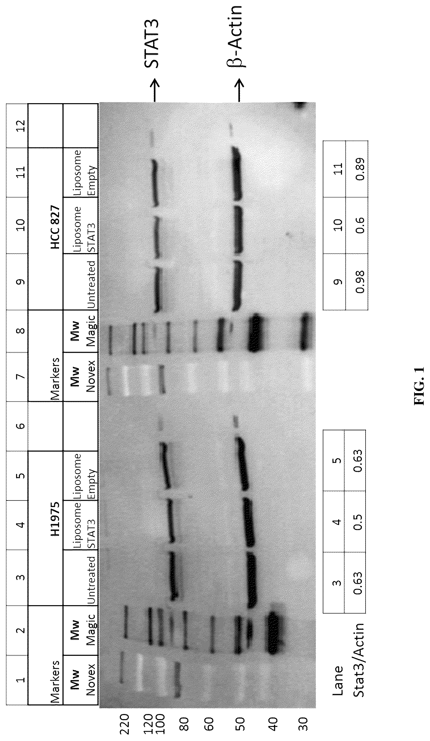 Patent US12319911 Figure 1 – P-ethoxy nucleic acids for STAT3 inhibition