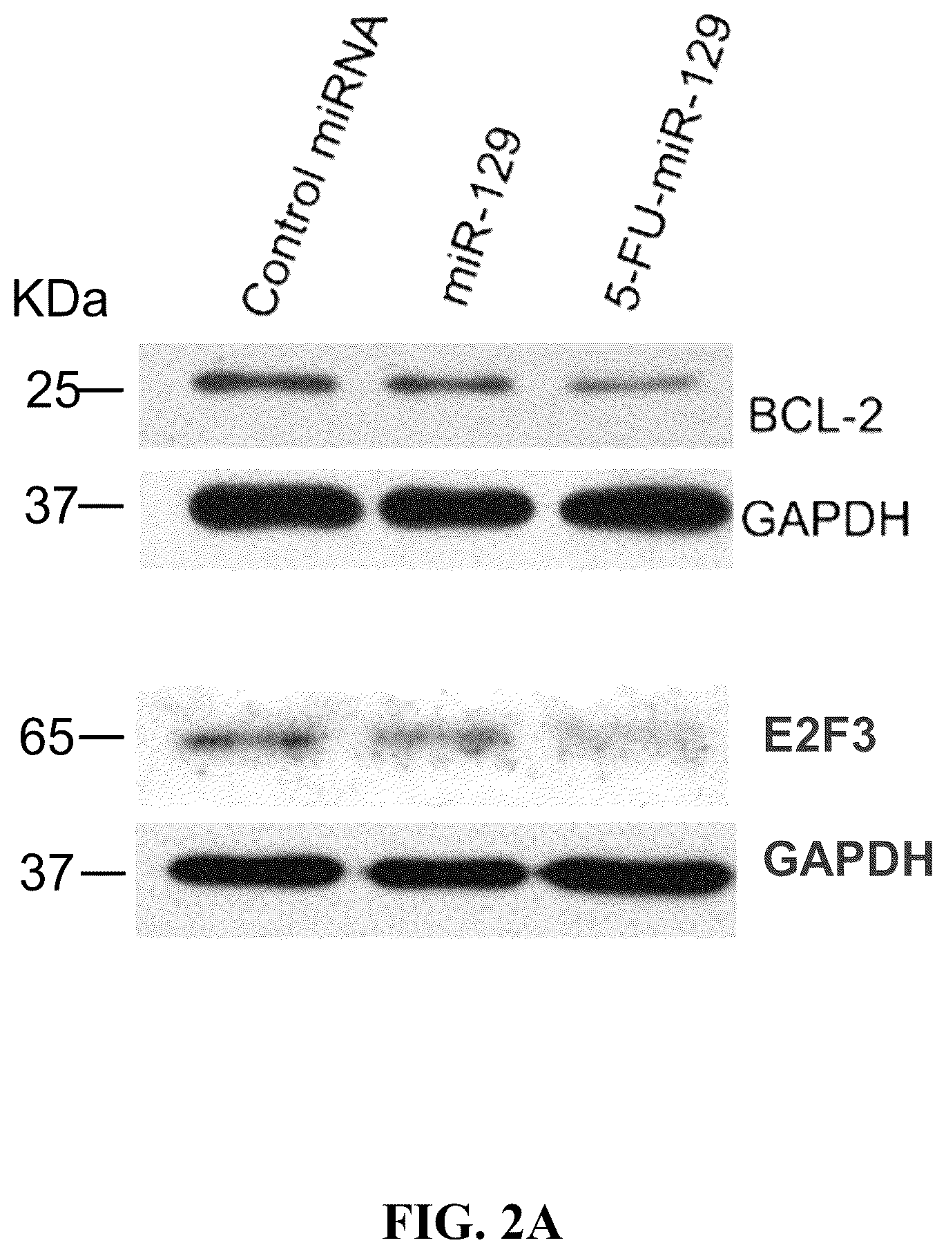 Patent US12319913 Figure 4 – 5-halouracil-modified microRNAs and their use in the treatment of cancer