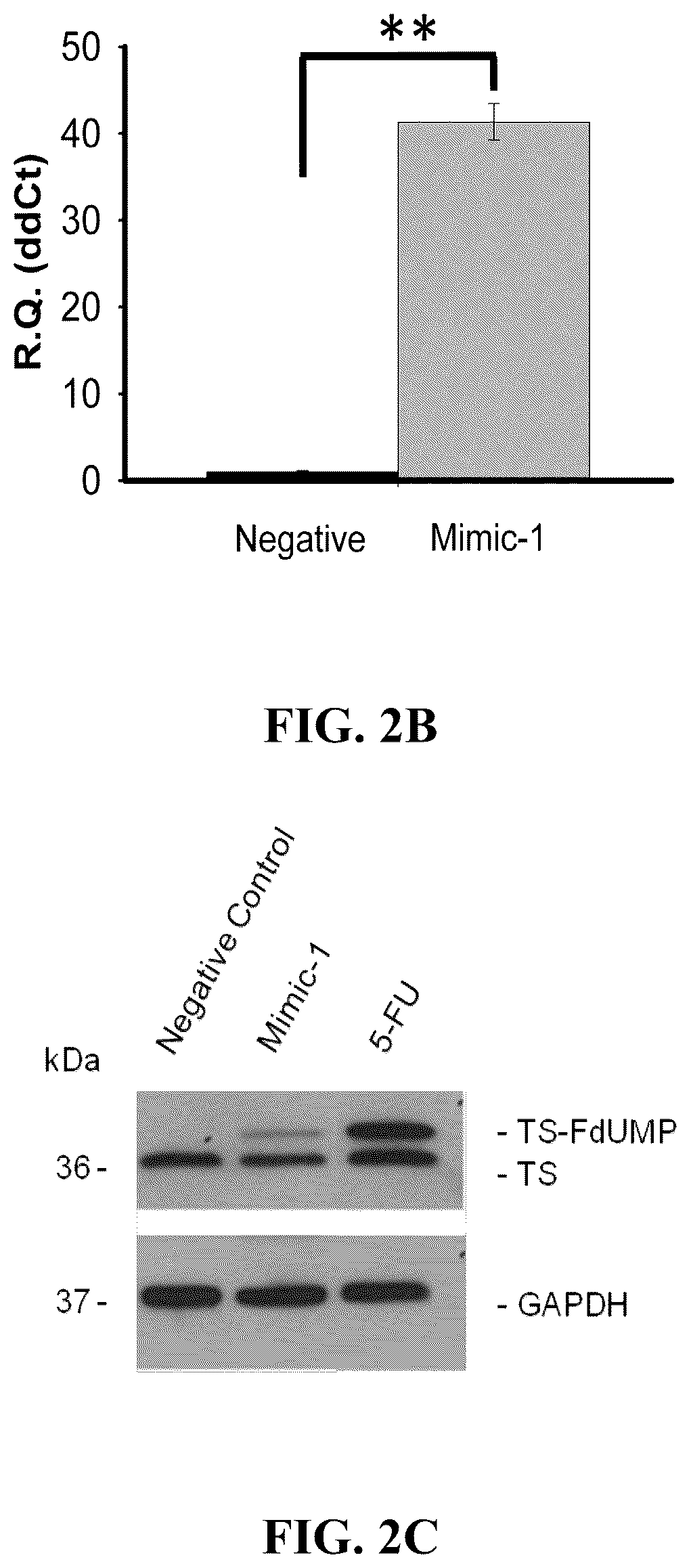 Patent US12319913 Figure 5 – 5-halouracil-modified microRNAs and their use in the treatment of cancer