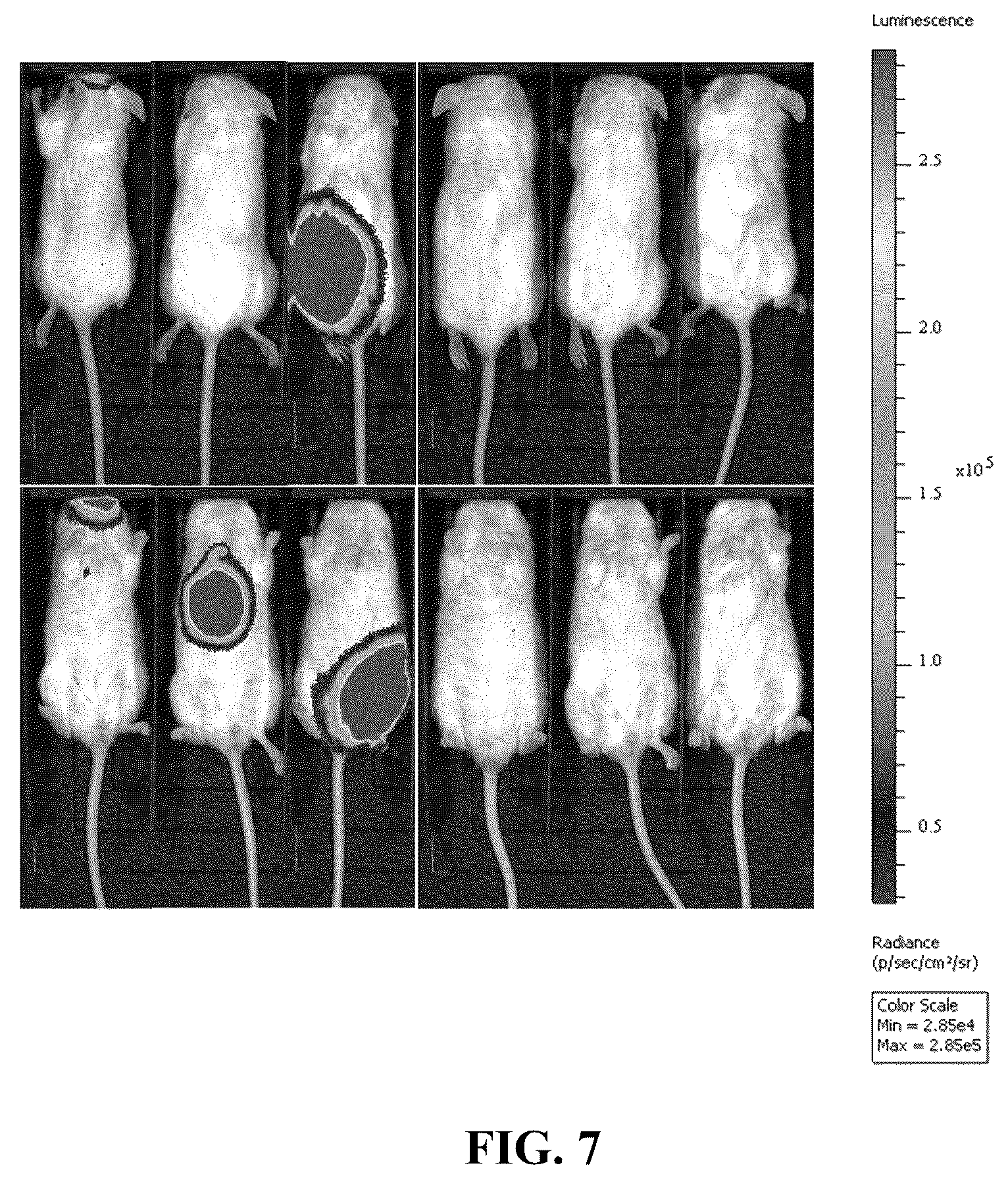Patent US12319913 Figure 10 – 5-halouracil-modified microRNAs and their use in the treatment of cancer