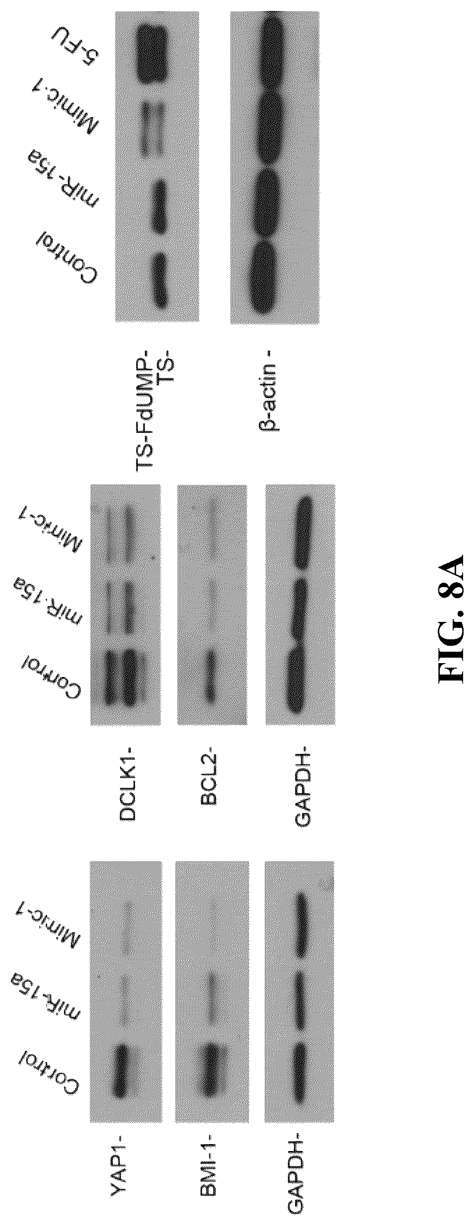Patent US12319913 Figure 11 – 5-halouracil-modified microRNAs and their use in the treatment of cancer
