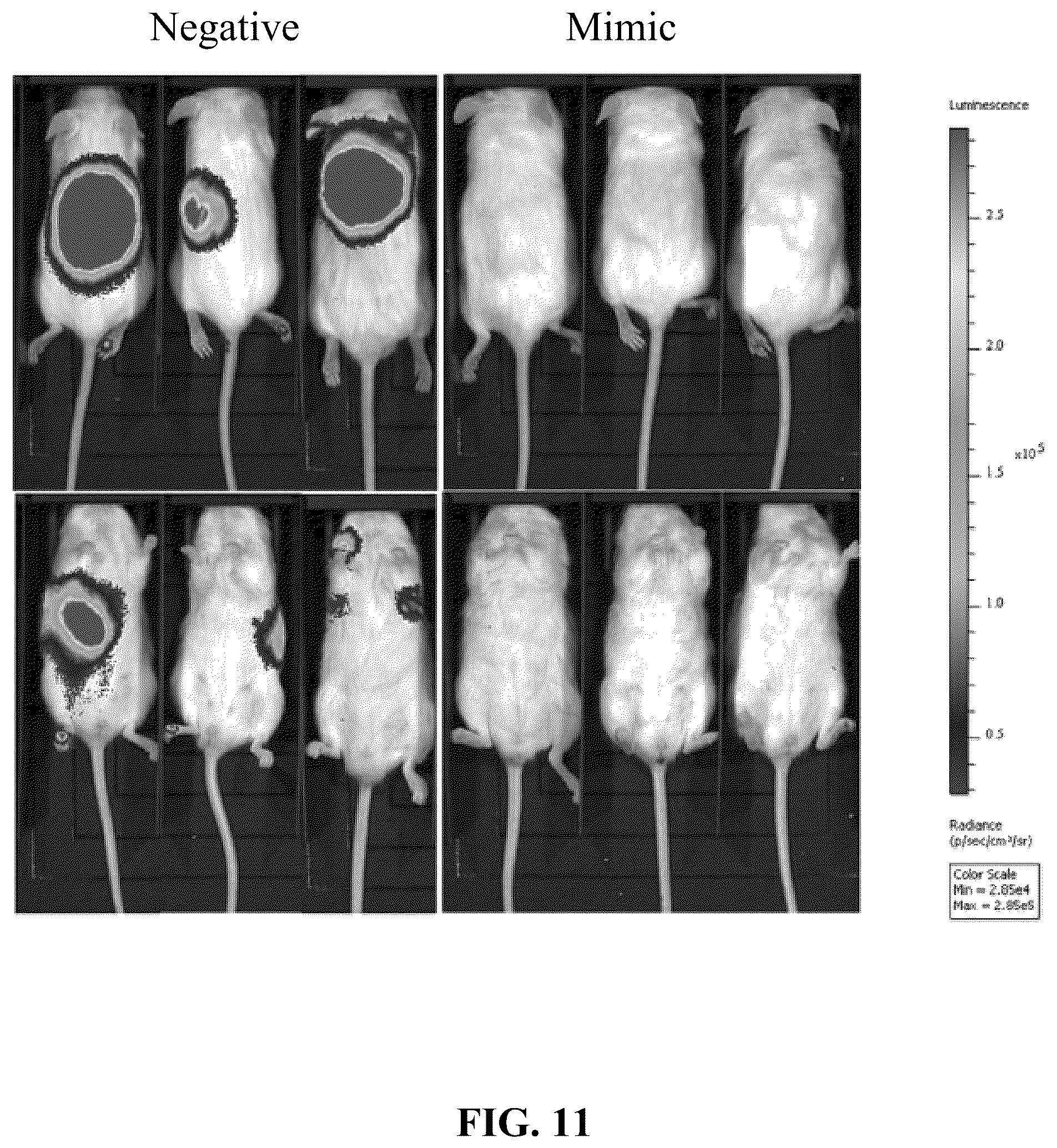 Patent US12319913 Figure 15 – 5-halouracil-modified microRNAs and their use in the treatment of cancer