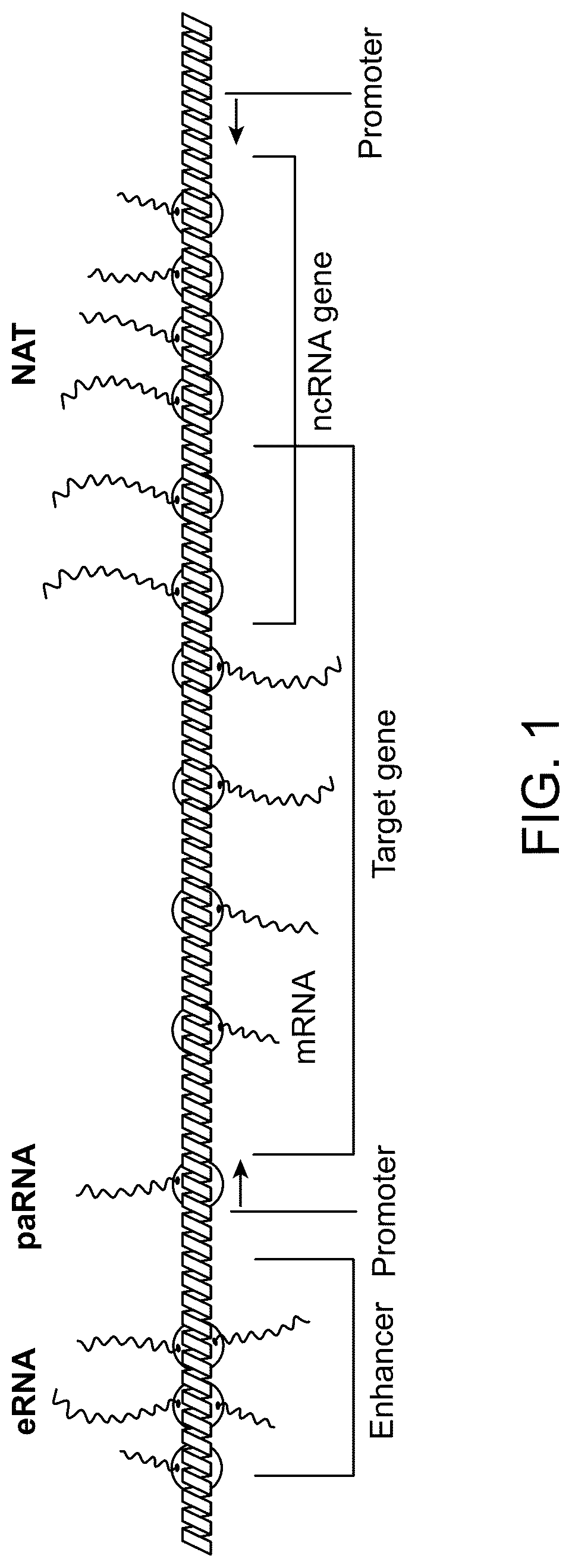 Patent US12319916 — Modulation of gene transcription using antisense oligonucleotides targeting regulatory RNAs — Figure 1