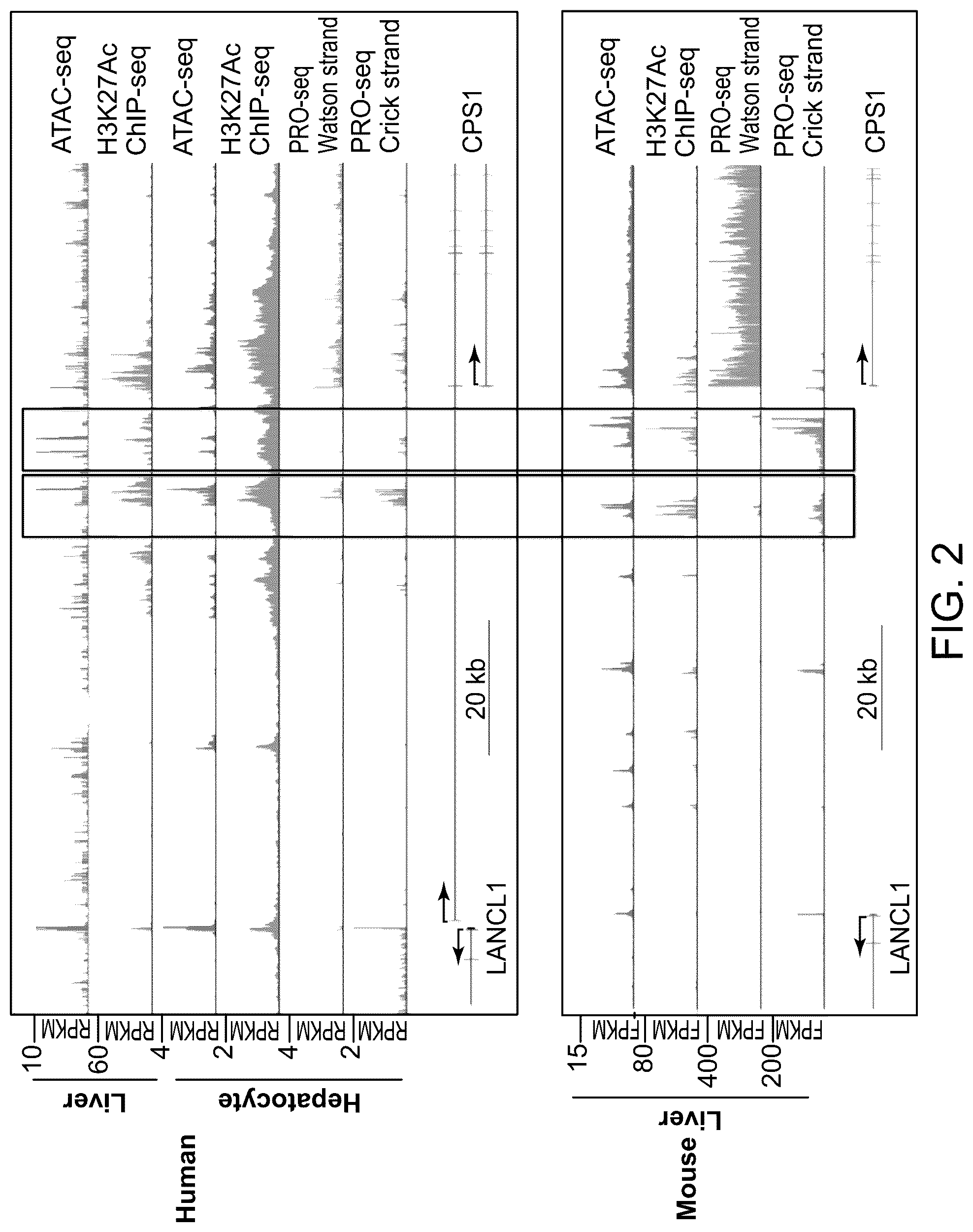 Patent US12319916 Figure 2 – Modulation of gene transcription using antisense oligonucleotides targeting regulatory RNAs
