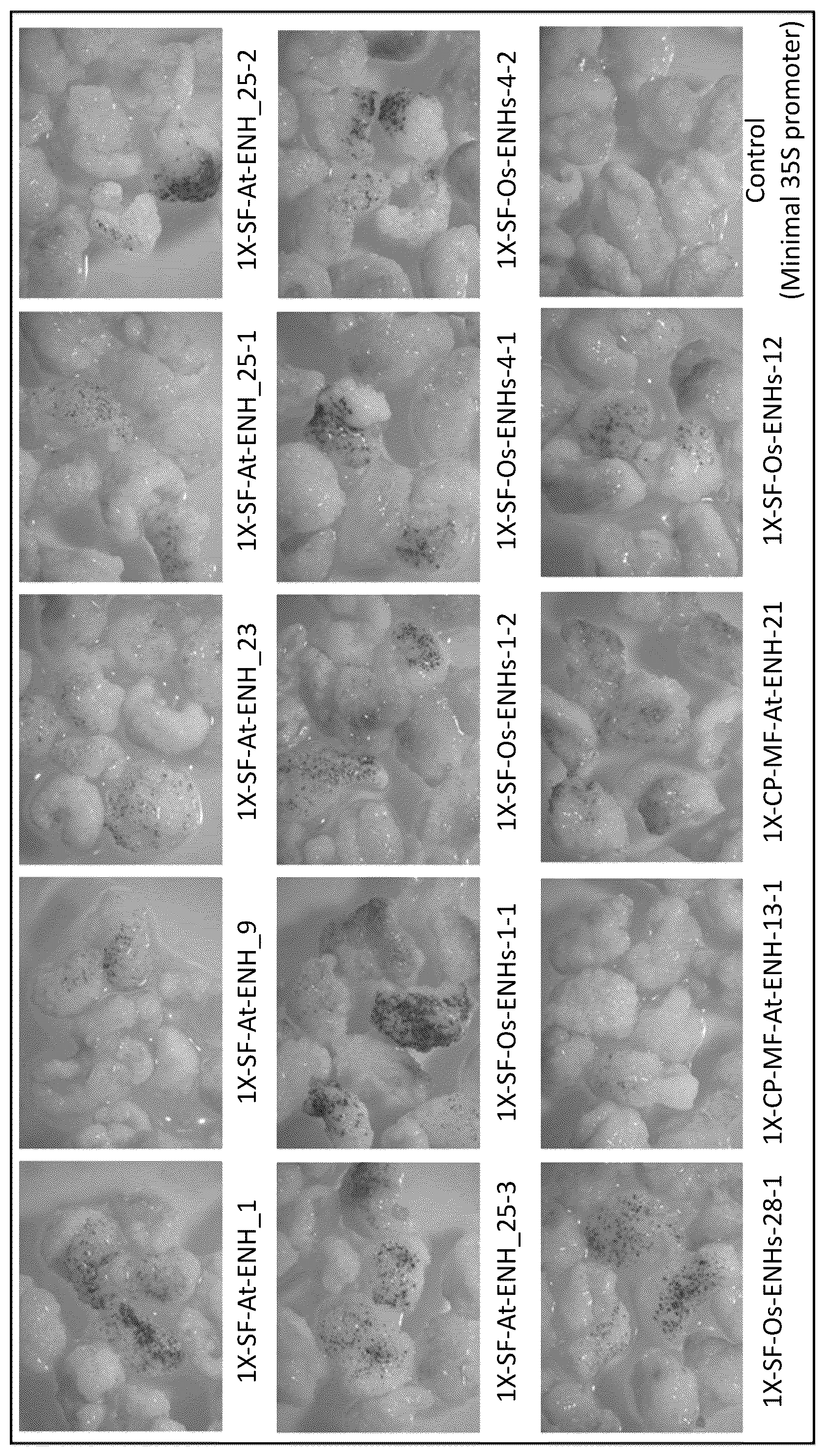 Patent US12319917 Figure 1 – Expression modulating elements and methods of use