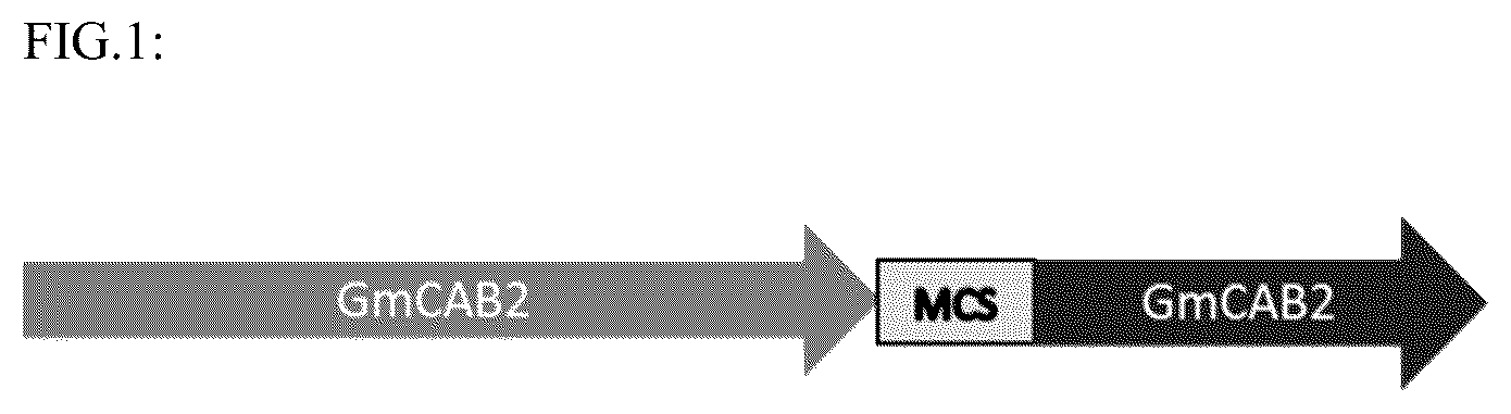 Patent US12319918 Figure 1 – Plant promoter for transgene expression