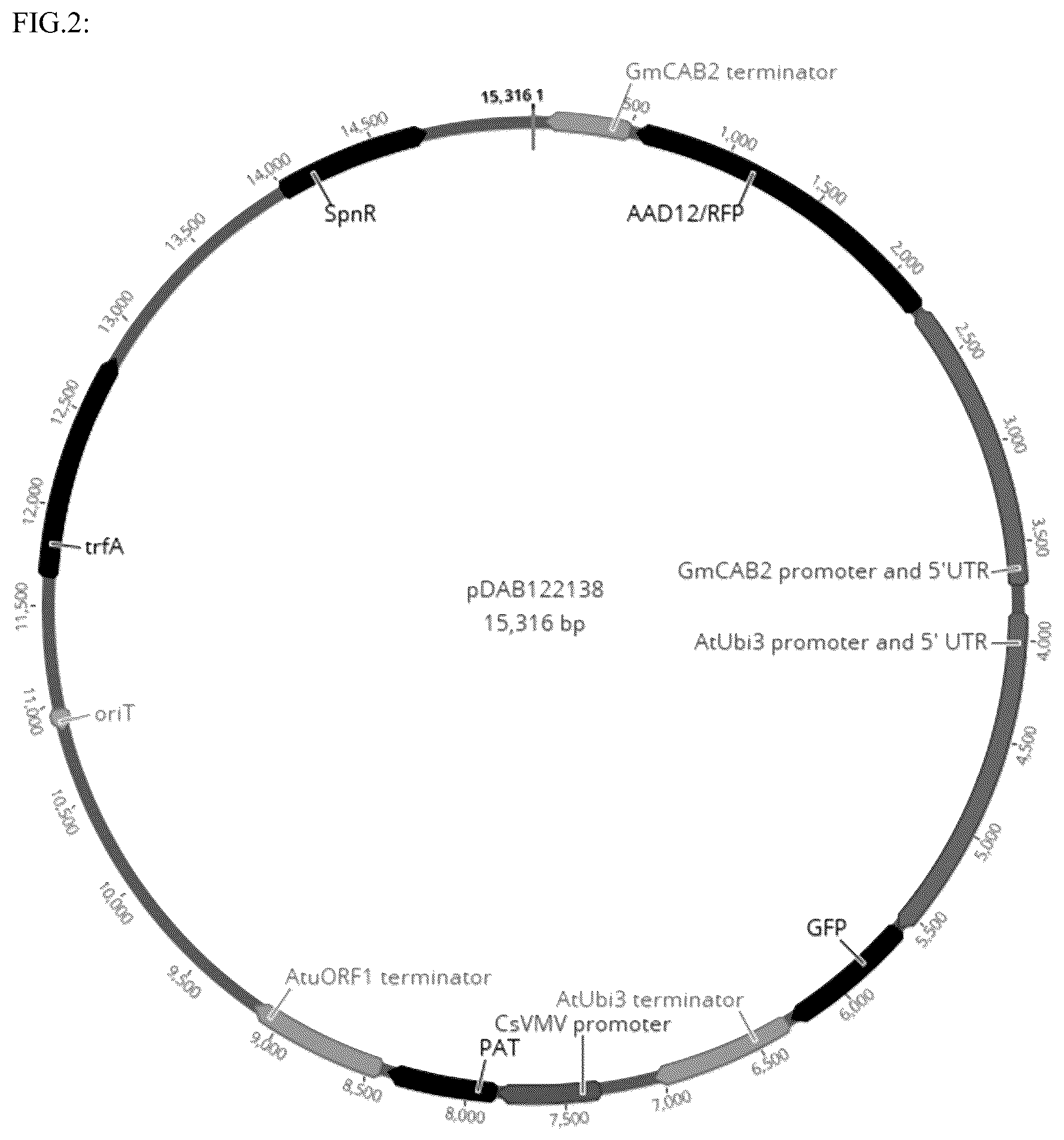 Patent US12319918 Figure 2 – Plant promoter for transgene expression