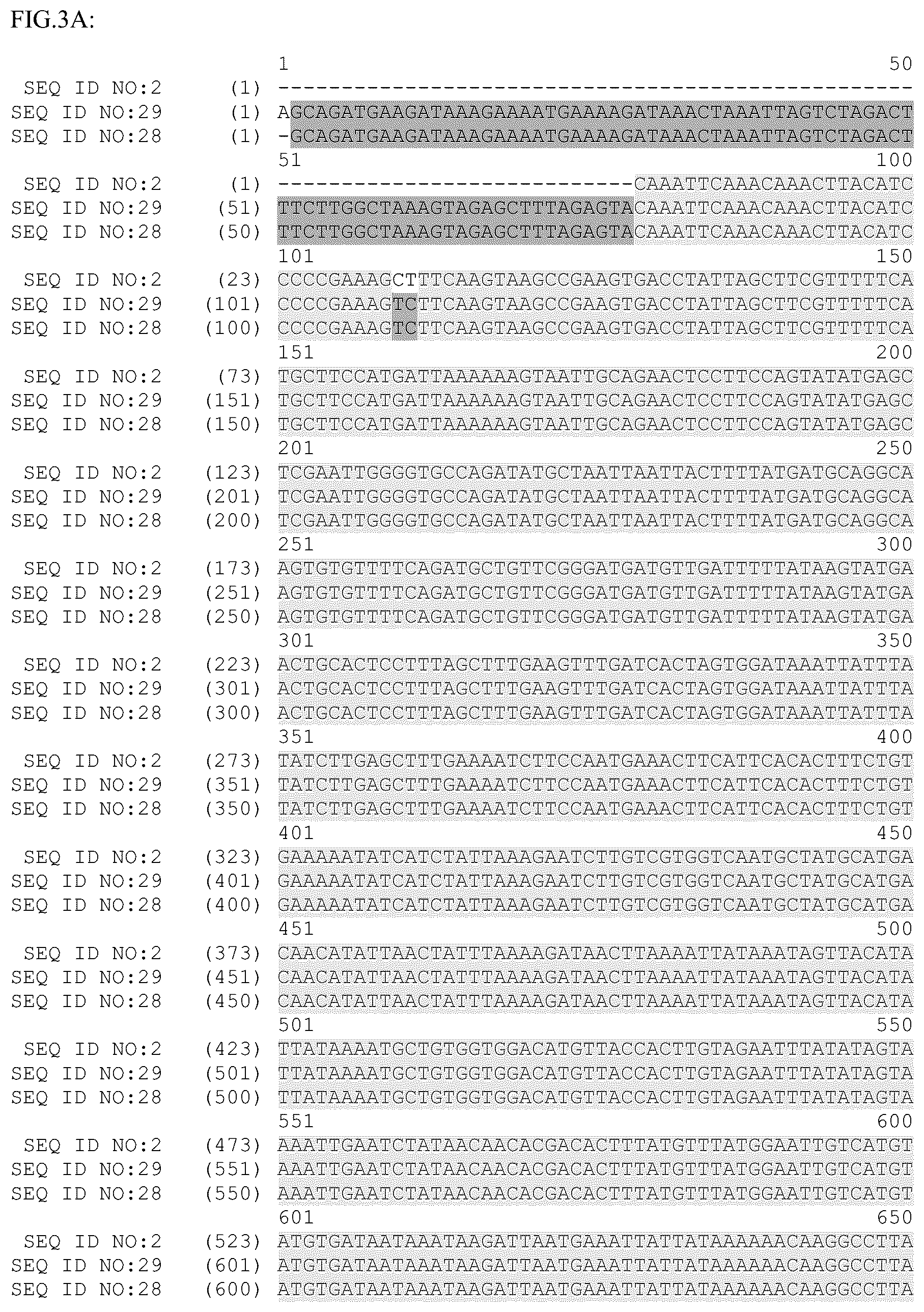 Patent US12319918 Figure 3 – Plant promoter for transgene expression