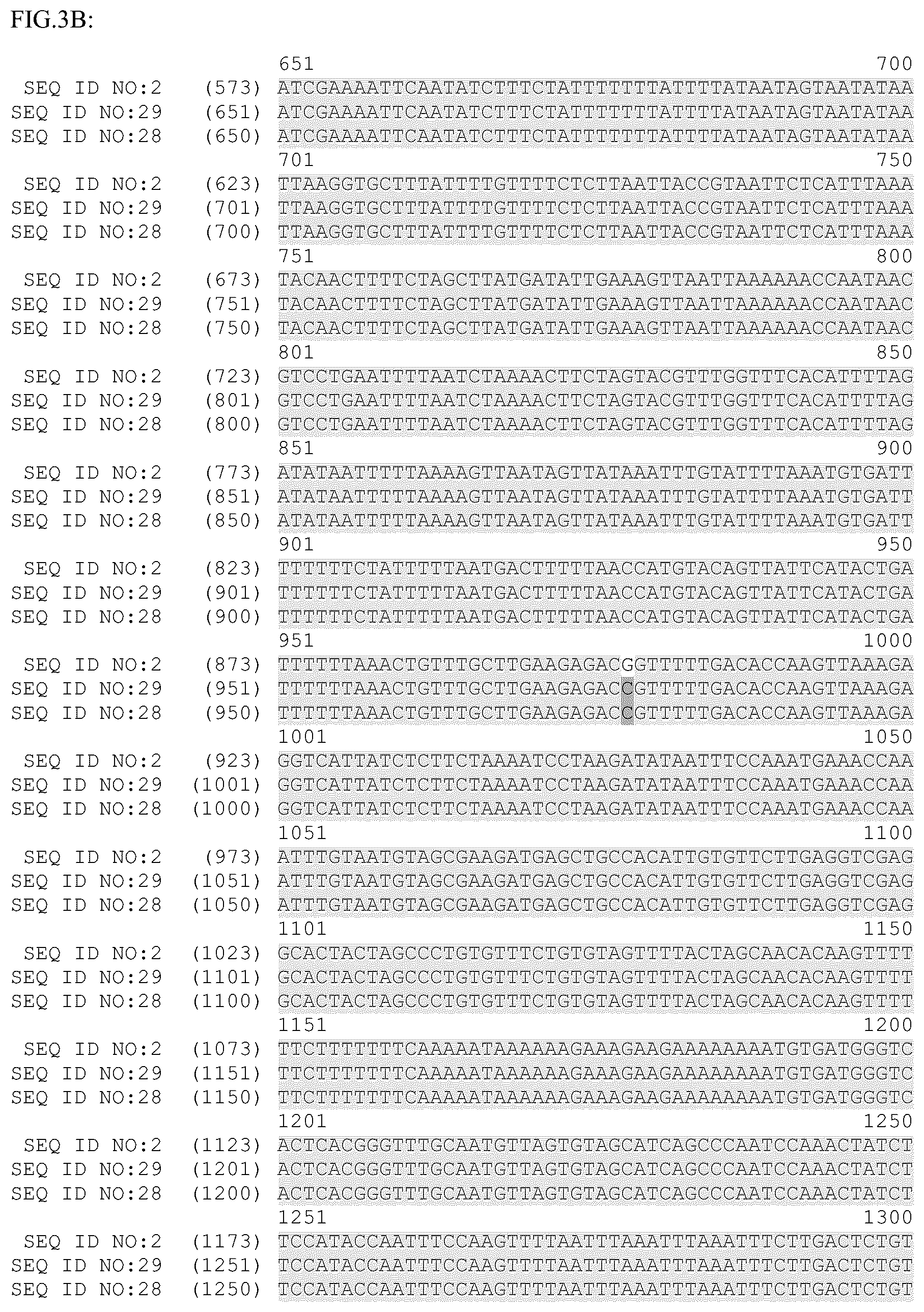 Patent US12319918 Figure 4 – Plant promoter for transgene expression