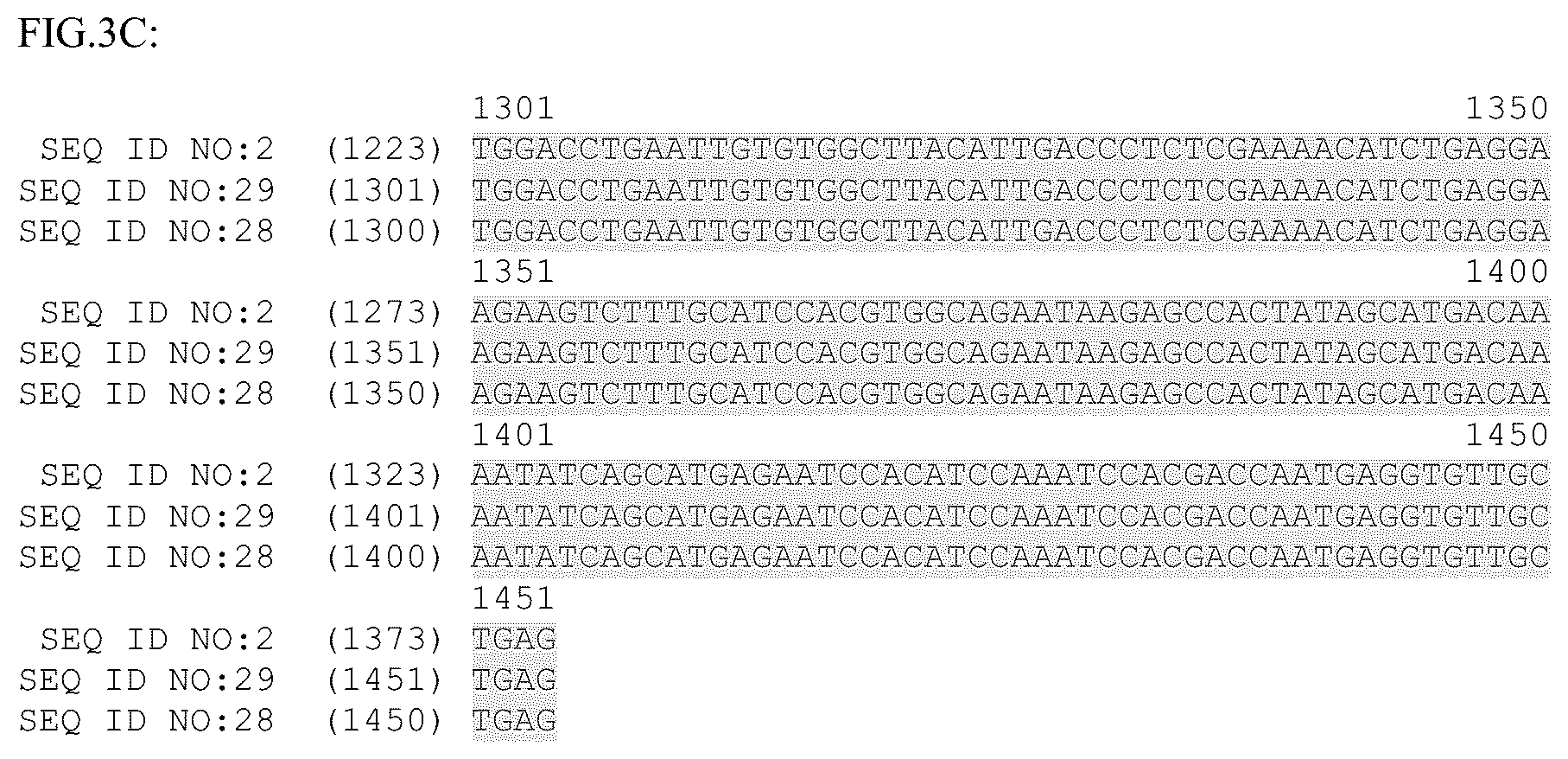 Patent US12319918 Figure 5 – Plant promoter for transgene expression