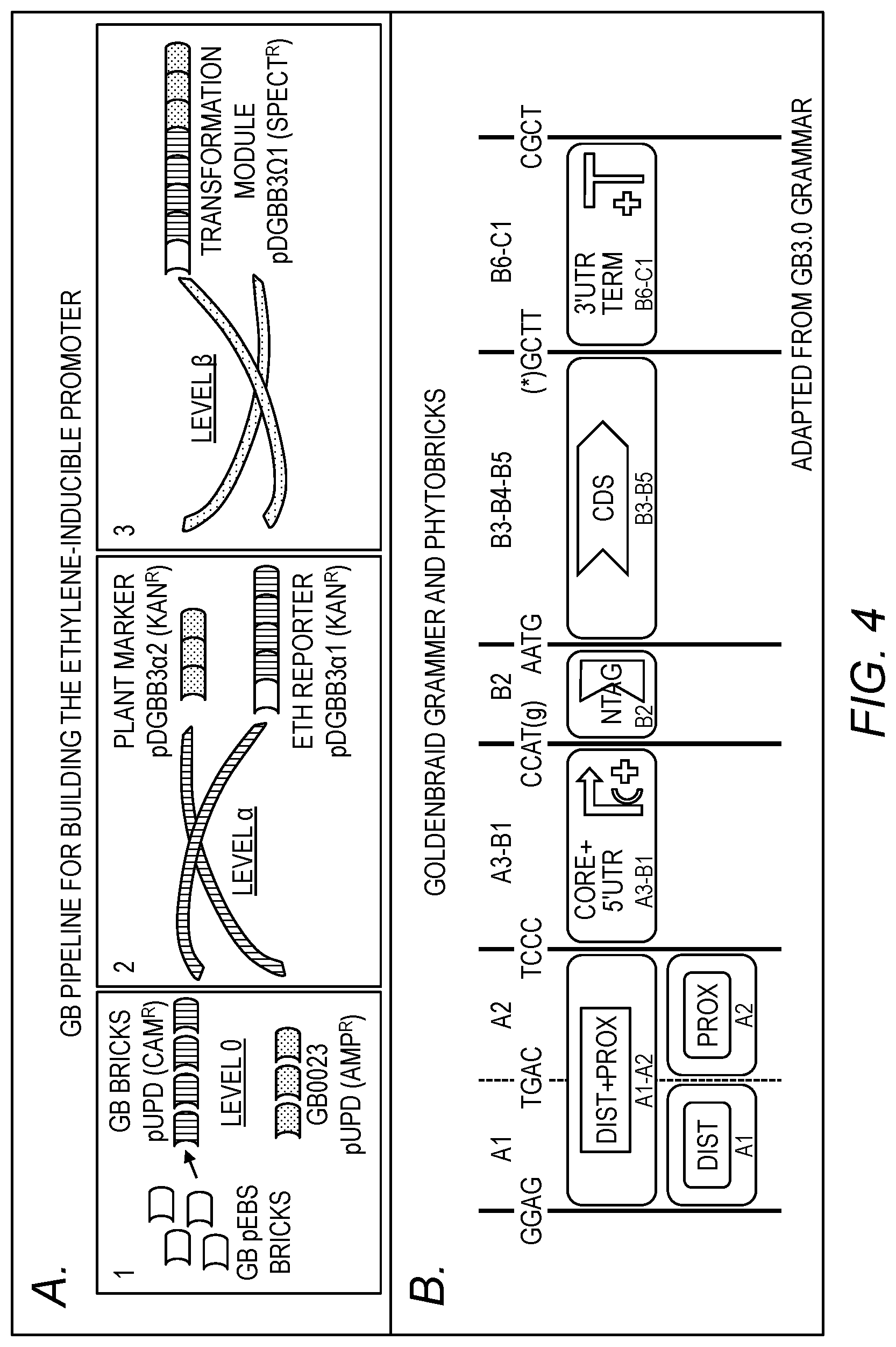 Patent US12319919 Figure 3 – Synthetic ethylene-responsive binding element and uses thereof