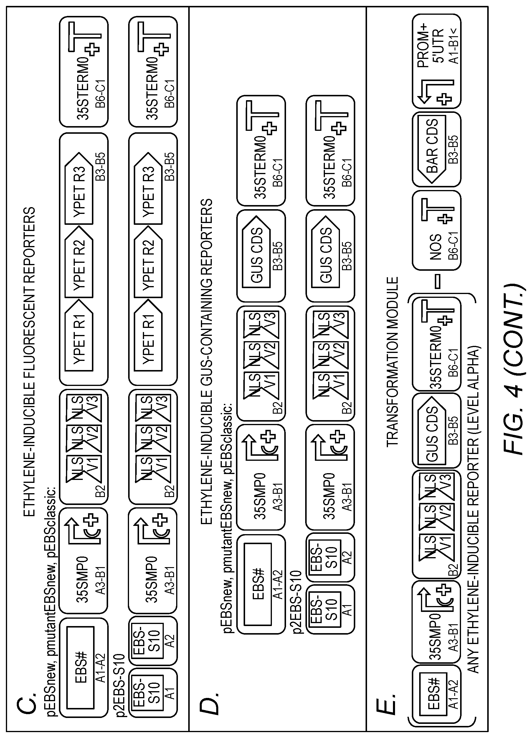 Patent US12319919 Figure 4 – Synthetic ethylene-responsive binding element and uses thereof
