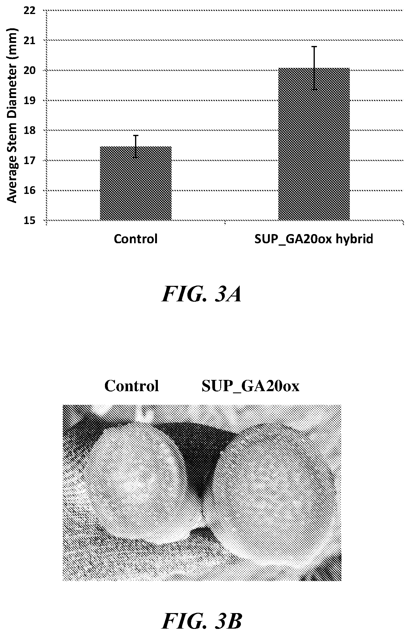 Patent US12319922 Figure 3 – Methods and compositions for short stature plants through manipulation of gibberellin metabolism to increase harvestable yield