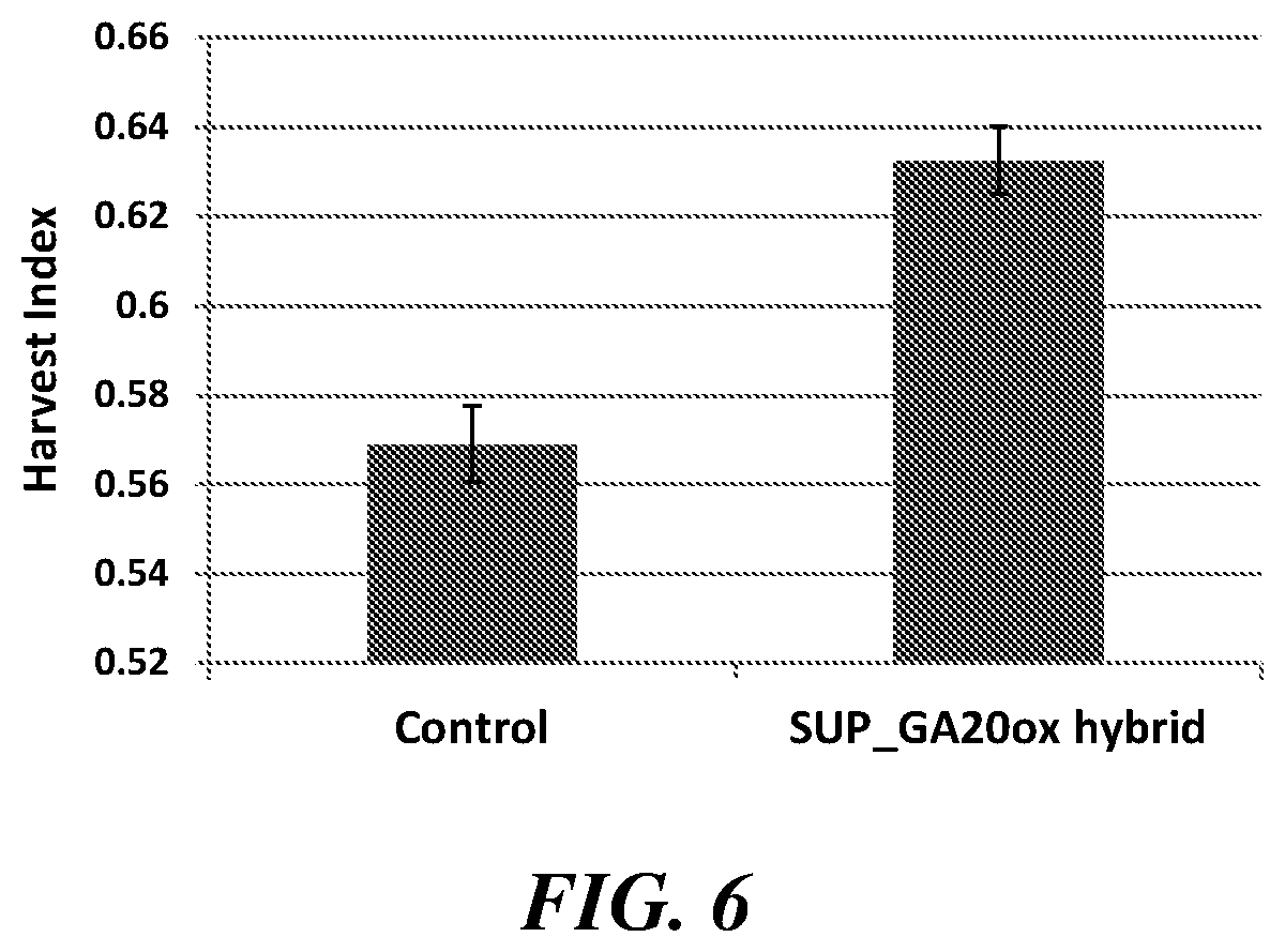 Patent US12319922 Figure 6 – Methods and compositions for short stature plants through manipulation of gibberellin metabolism to increase harvestable yield
