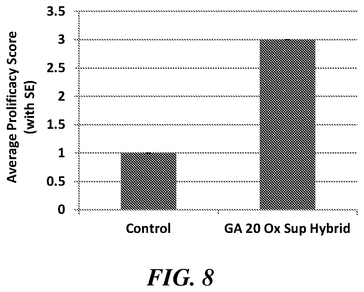 Patent US12319922 Figure 8 – Methods and compositions for short stature plants through manipulation of gibberellin metabolism to increase harvestable yield