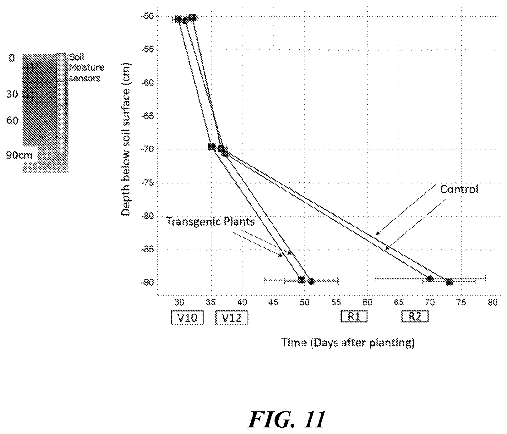 Patent US12319922 Figure 11 – Methods and compositions for short stature plants through manipulation of gibberellin metabolism to increase harvestable yield
