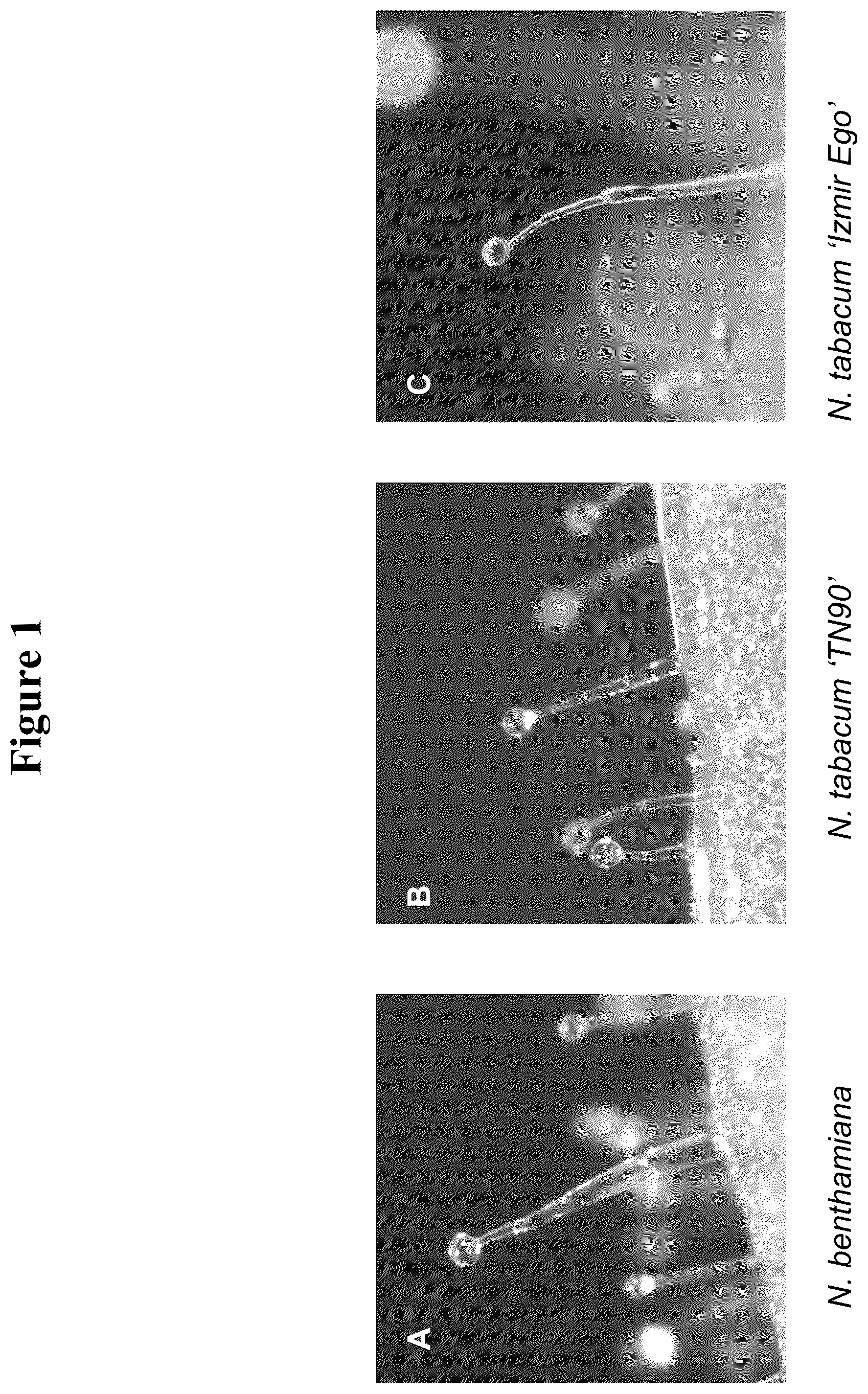 Patent US12319923 Figure 1 – Increasing trichome density and improving transport of metabolites in plant trichomes