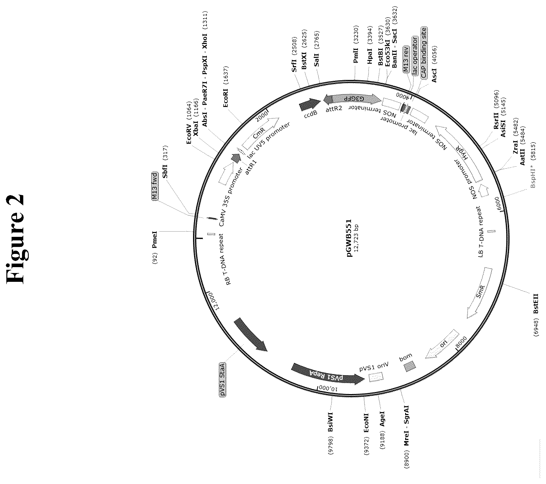 Patent US12319923 Figure 2 – Increasing trichome density and improving transport of metabolites in plant trichomes