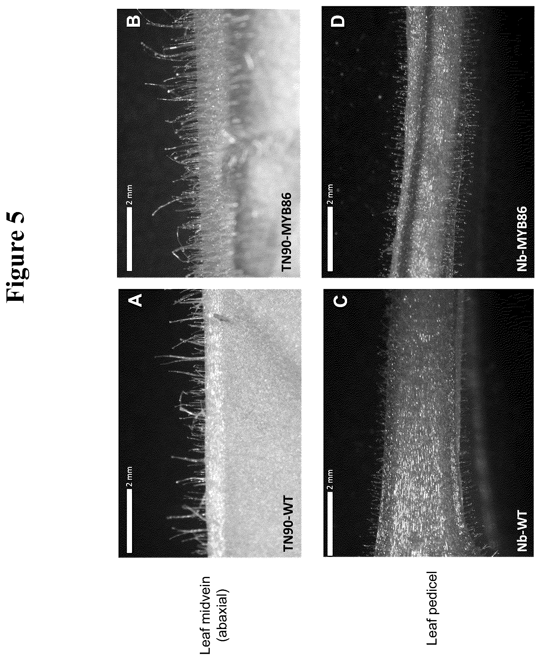 Patent US12319923 Figure 6 – Increasing trichome density and improving transport of metabolites in plant trichomes
