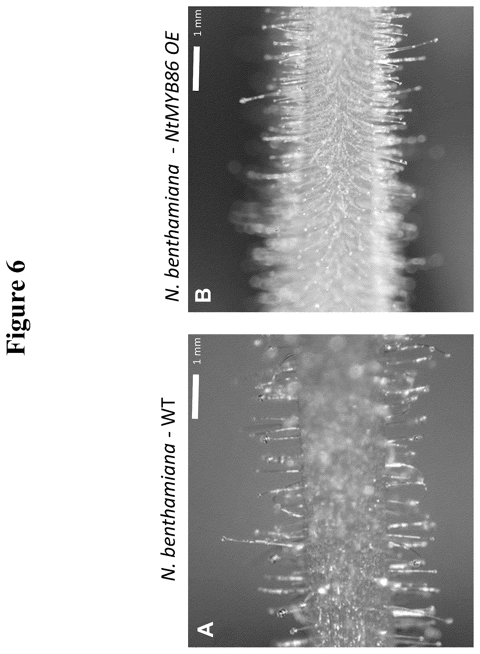 Patent US12319923 Figure 7 – Increasing trichome density and improving transport of metabolites in plant trichomes