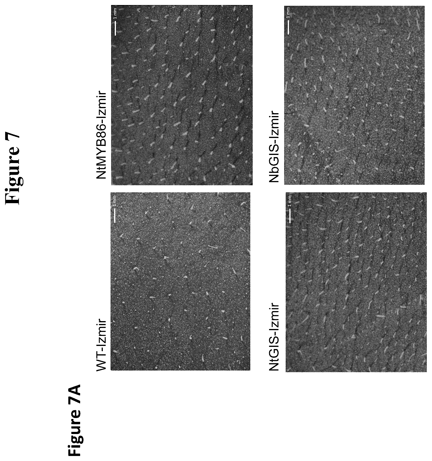 Patent US12319923 Figure 8 – Increasing trichome density and improving transport of metabolites in plant trichomes