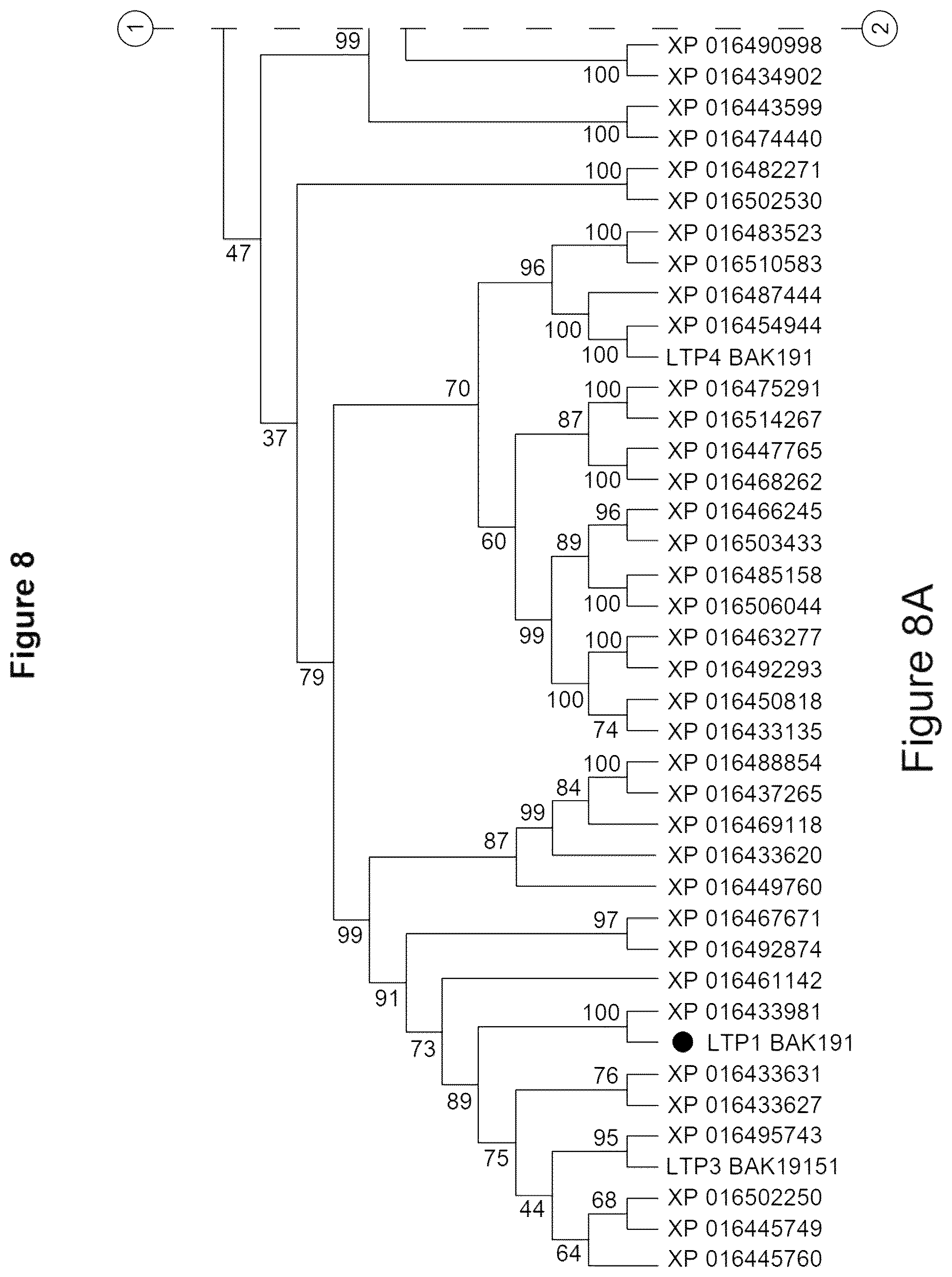 Patent US12319923 Figure 10 – Increasing trichome density and improving transport of metabolites in plant trichomes