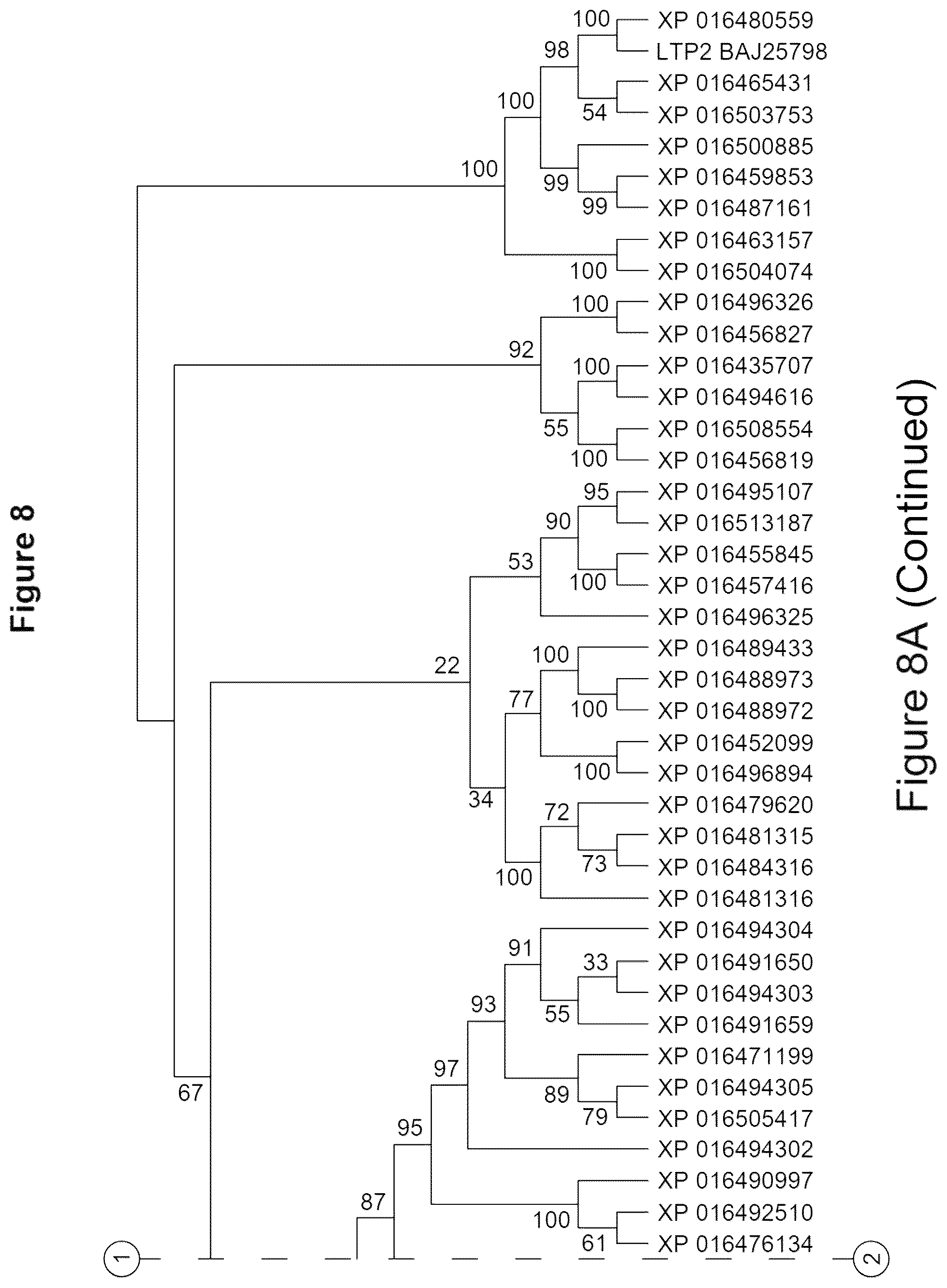 Patent US12319923 Figure 11 – Increasing trichome density and improving transport of metabolites in plant trichomes