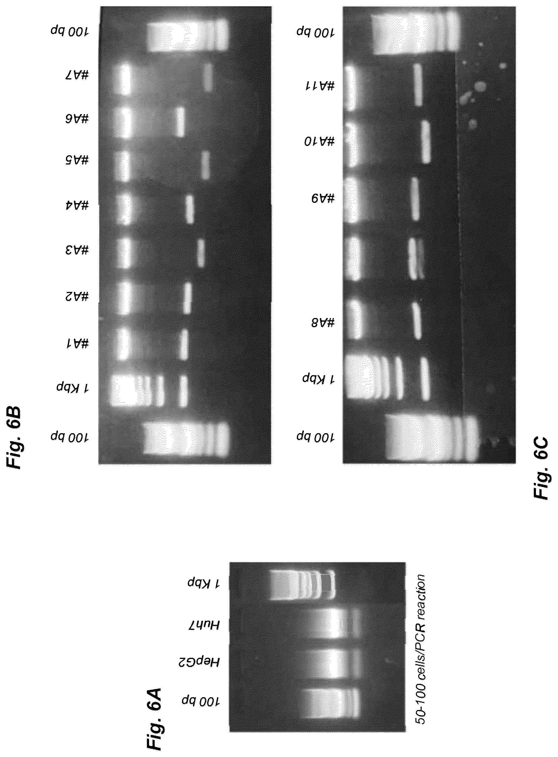 Patent US12319924 Figure 6 – Liver-specific viral promoters and methods of using the same