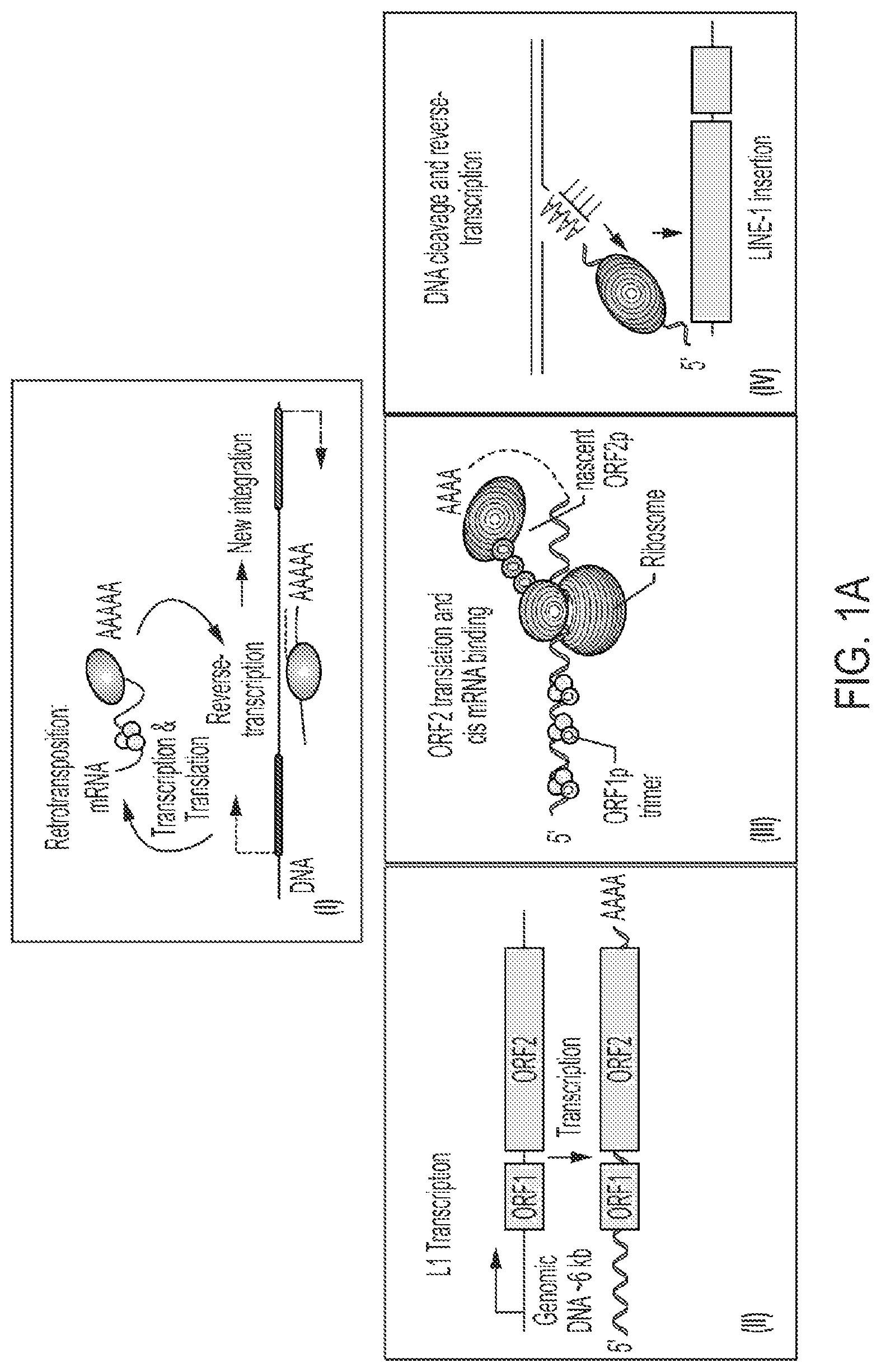 Patent US12319925 Figure 1 – Methods and compositions for genomic integration