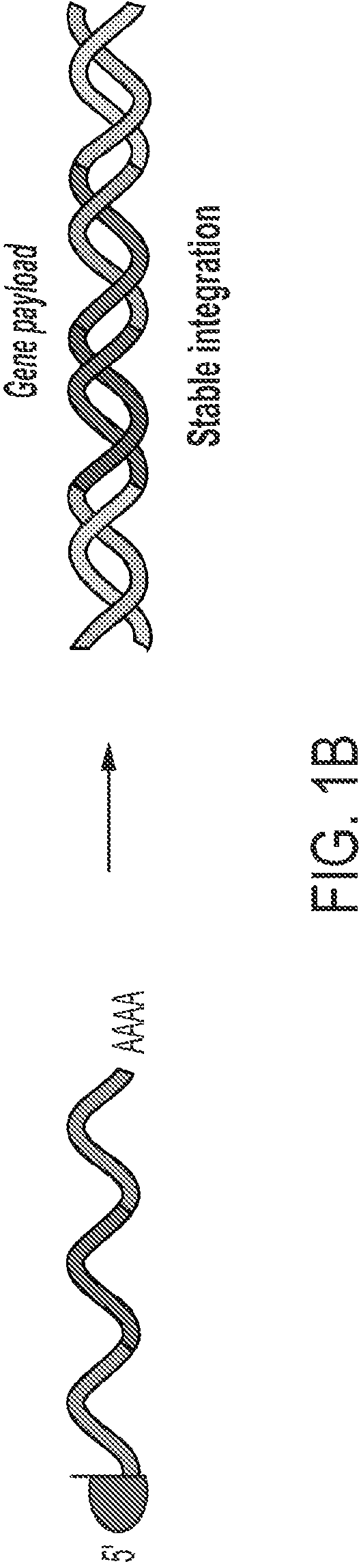 Patent US12319925 Figure 2 – Methods and compositions for genomic integration