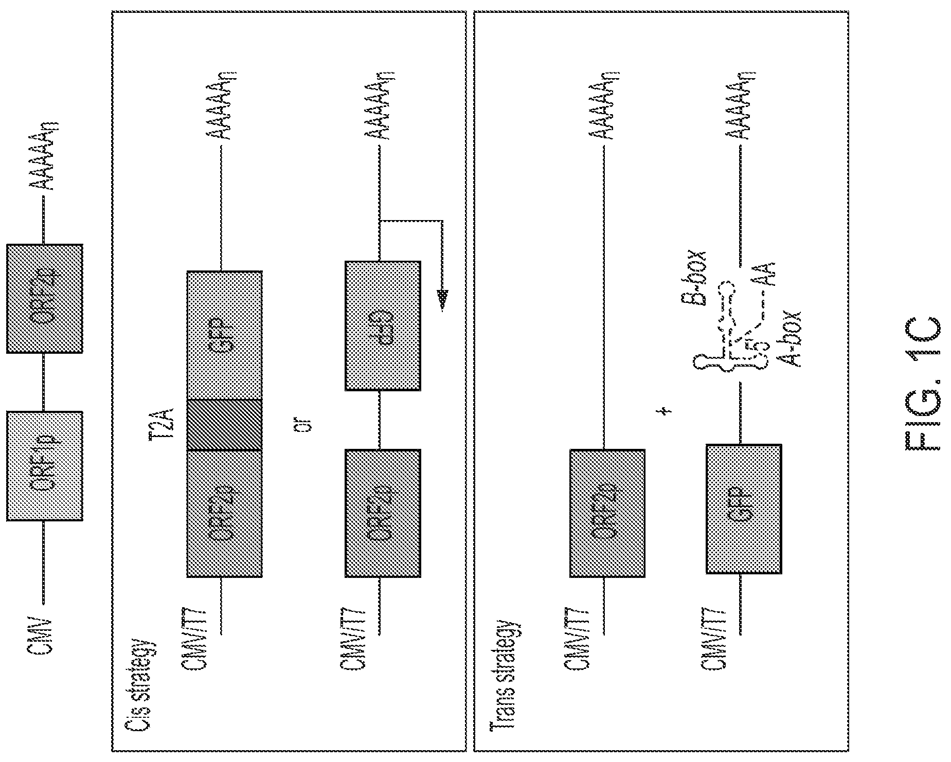 Patent US12319925 Figure 3 – Methods and compositions for genomic integration