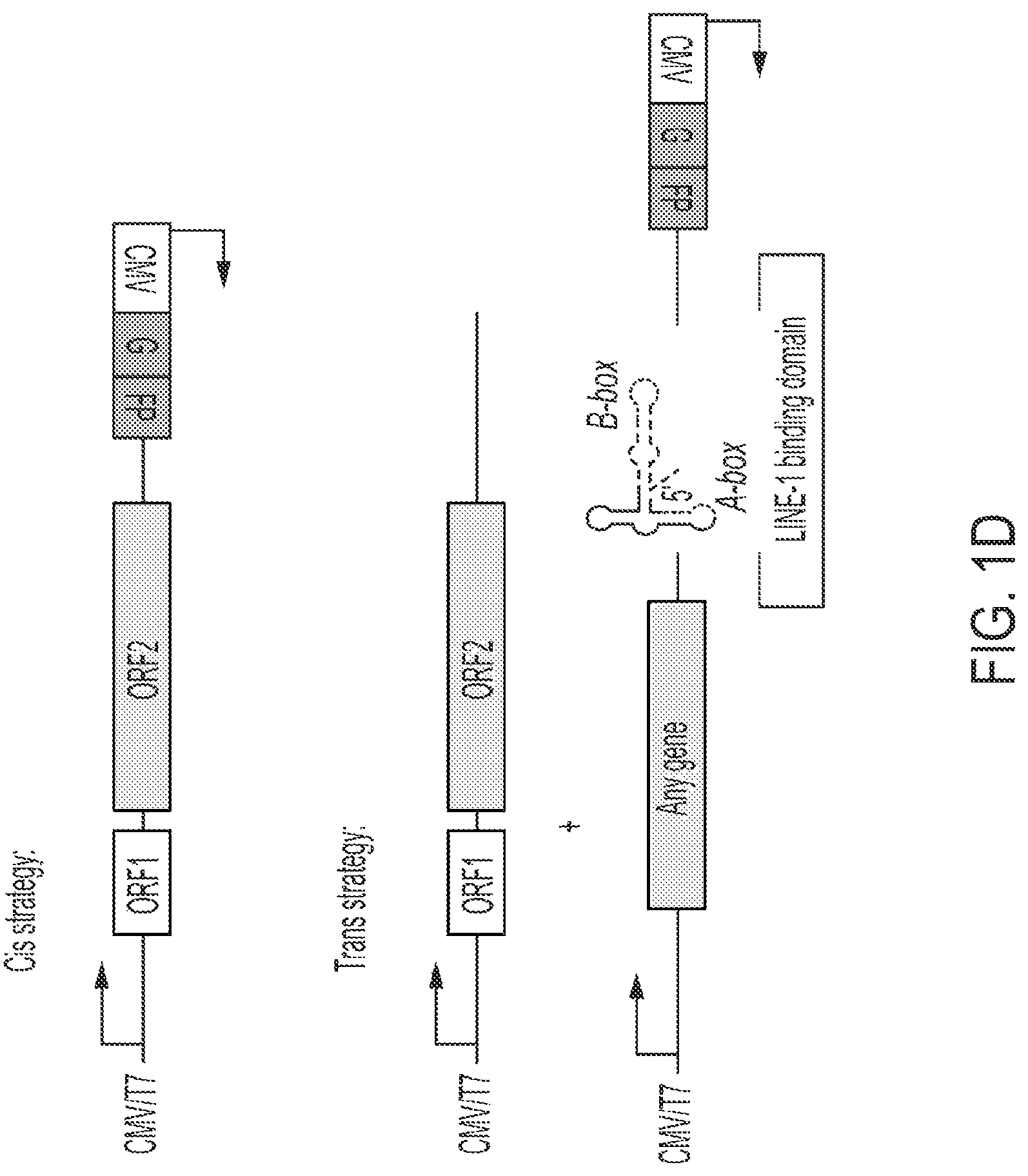 Patent US12319925 Figure 4 – Methods and compositions for genomic integration