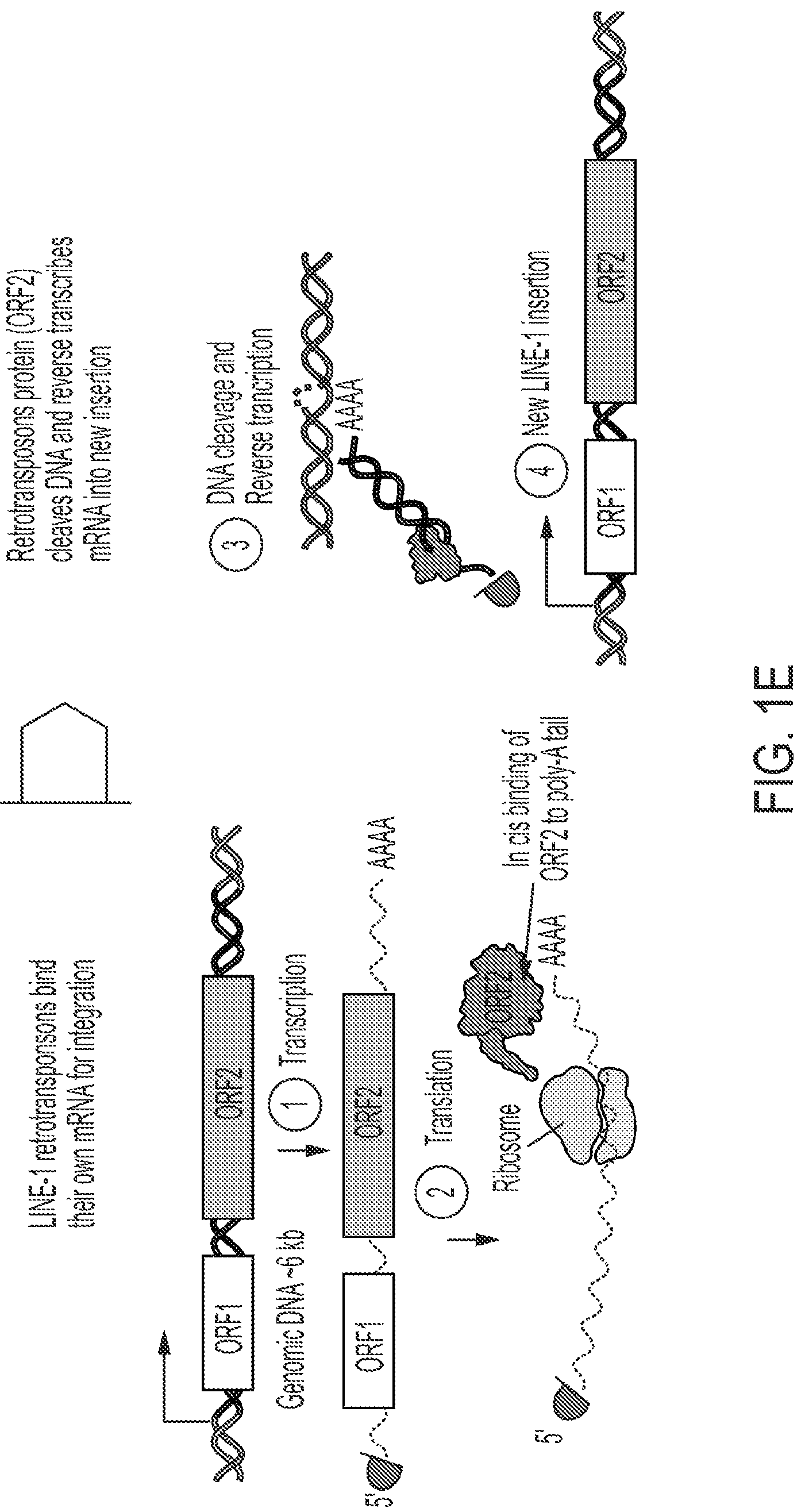 Patent US12319925 Figure 5 – Methods and compositions for genomic integration