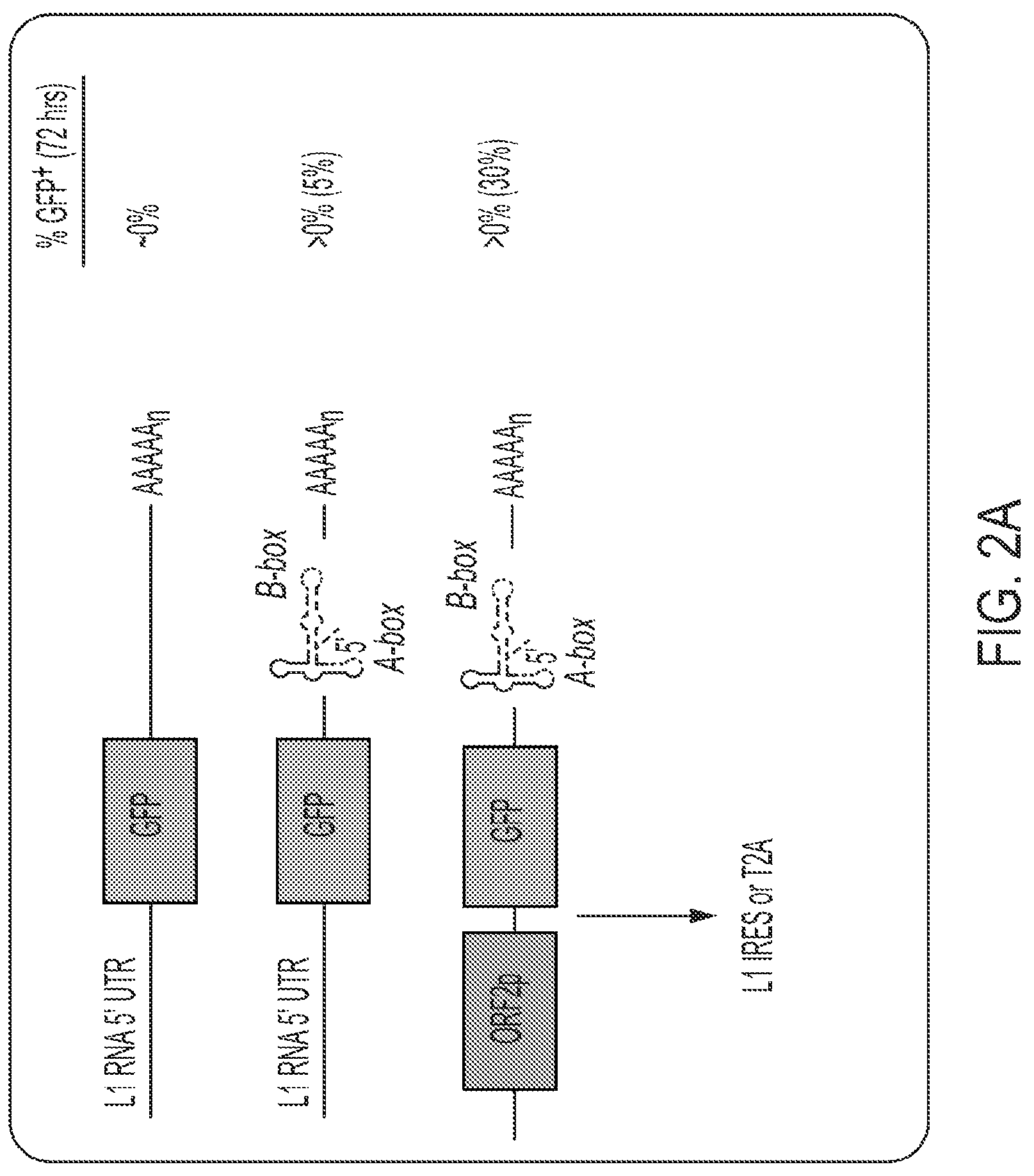Patent US12319925 Figure 6 – Methods and compositions for genomic integration