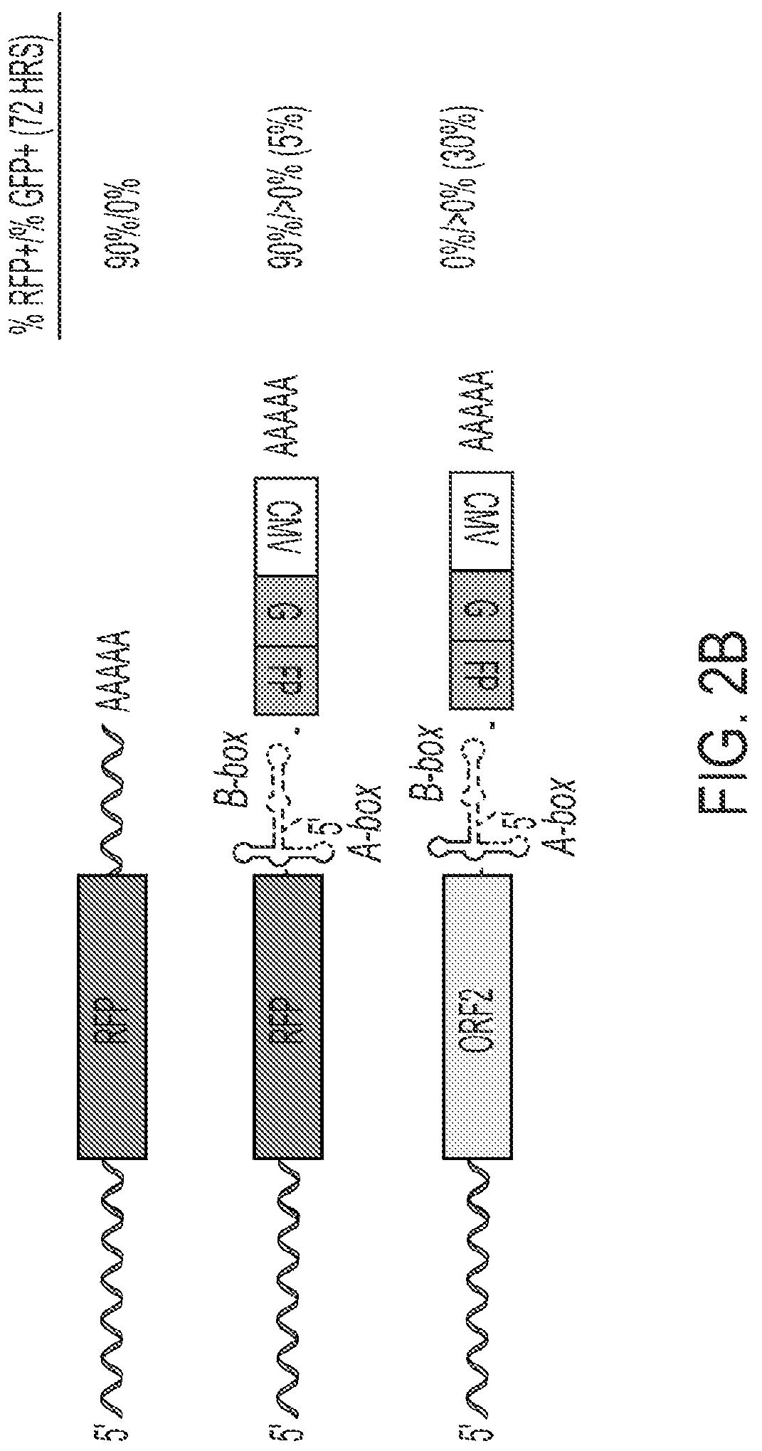 Patent US12319925 Figure 7 – Methods and compositions for genomic integration