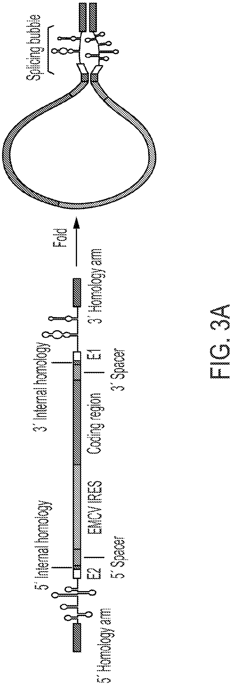 Patent US12319925 Figure 8 – Methods and compositions for genomic integration