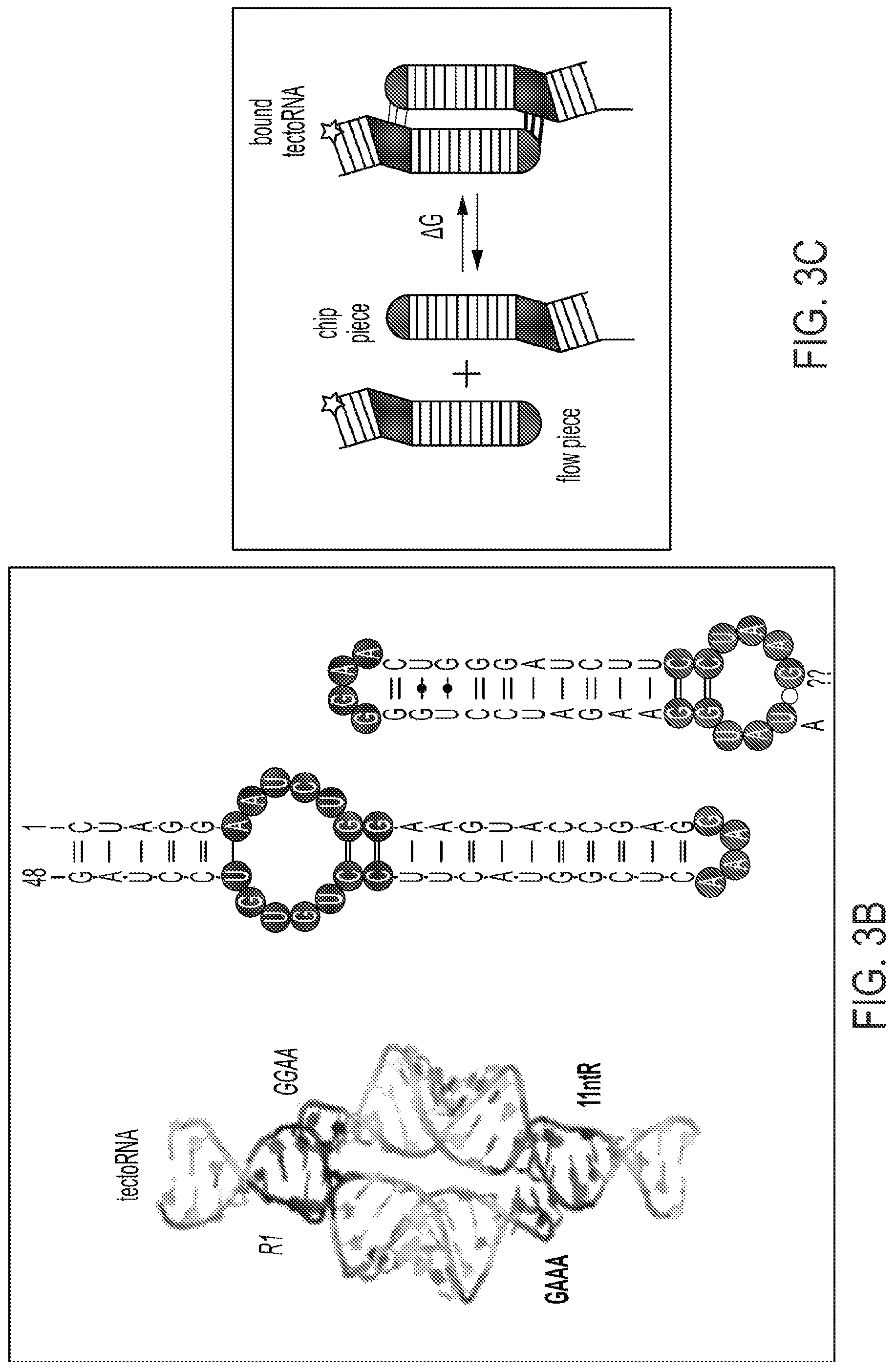 Patent US12319925 Figure 9 – Methods and compositions for genomic integration