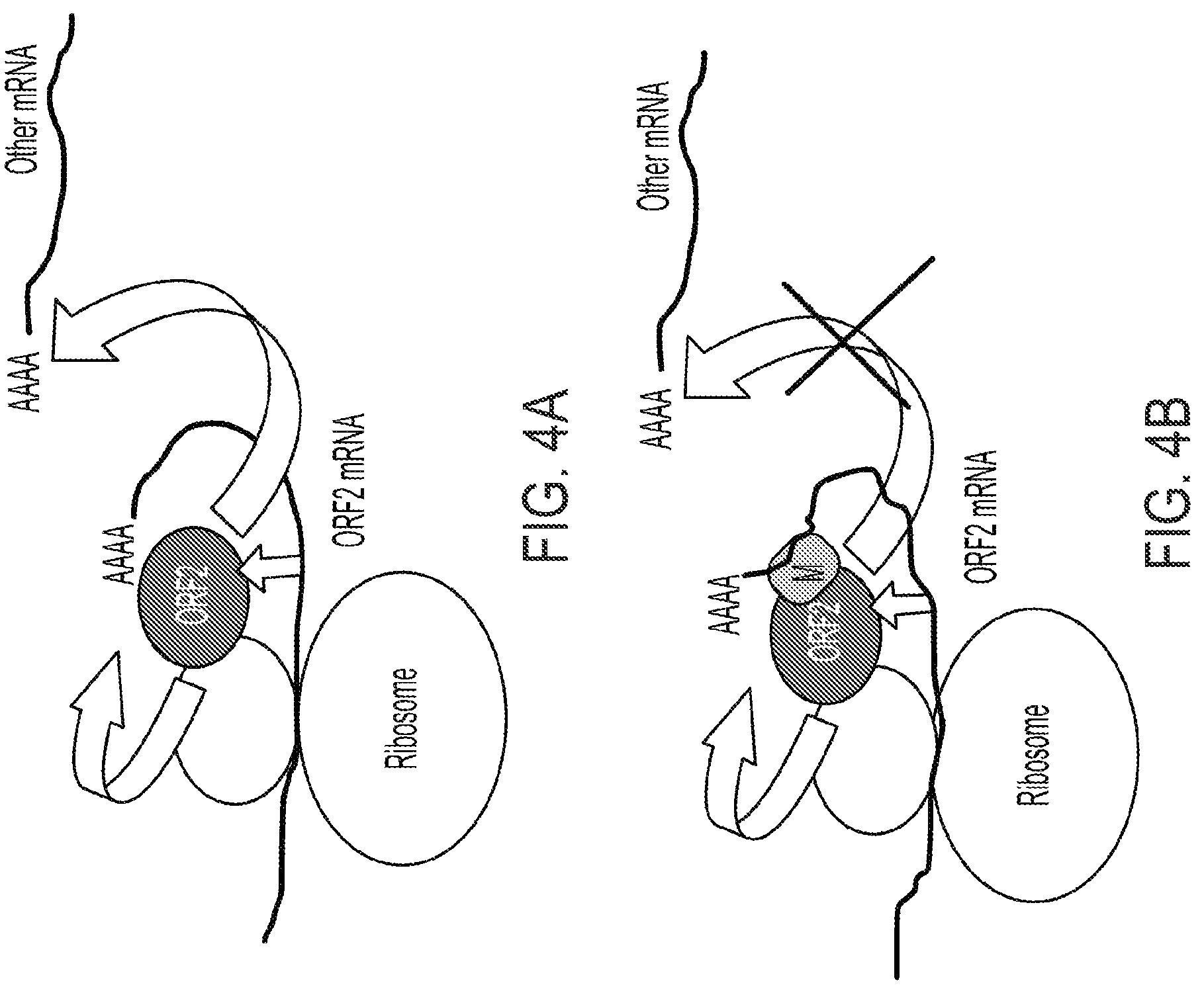 Patent US12319925 Figure 10 – Methods and compositions for genomic integration