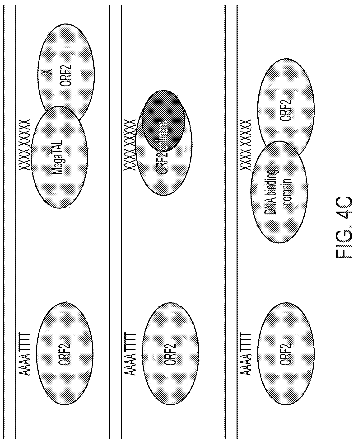 Patent US12319925 Figure 11 – Methods and compositions for genomic integration