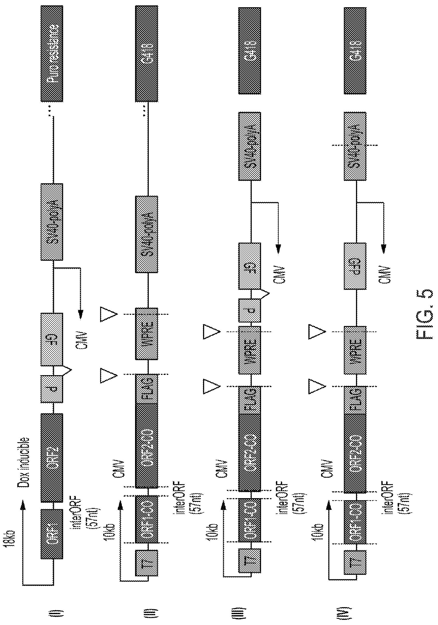 Patent US12319925 Figure 12 – Methods and compositions for genomic integration