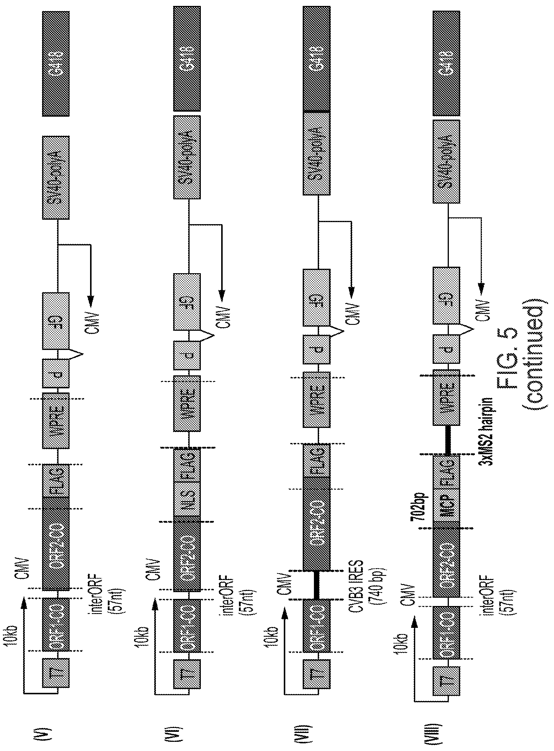 Patent US12319925 Figure 13 – Methods and compositions for genomic integration