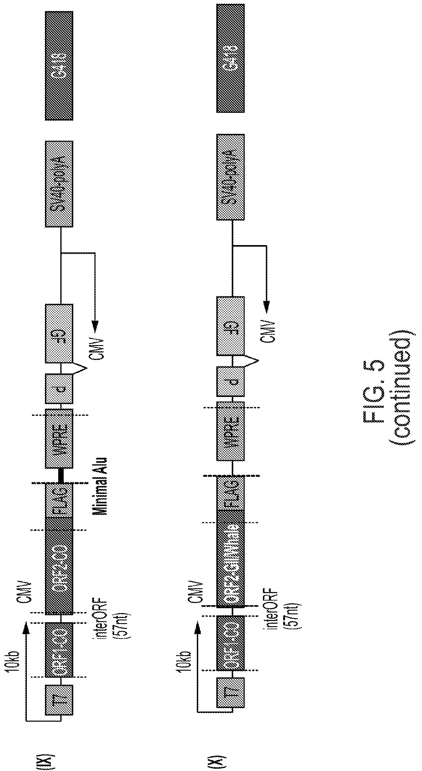 Patent US12319925 Figure 14 – Methods and compositions for genomic integration