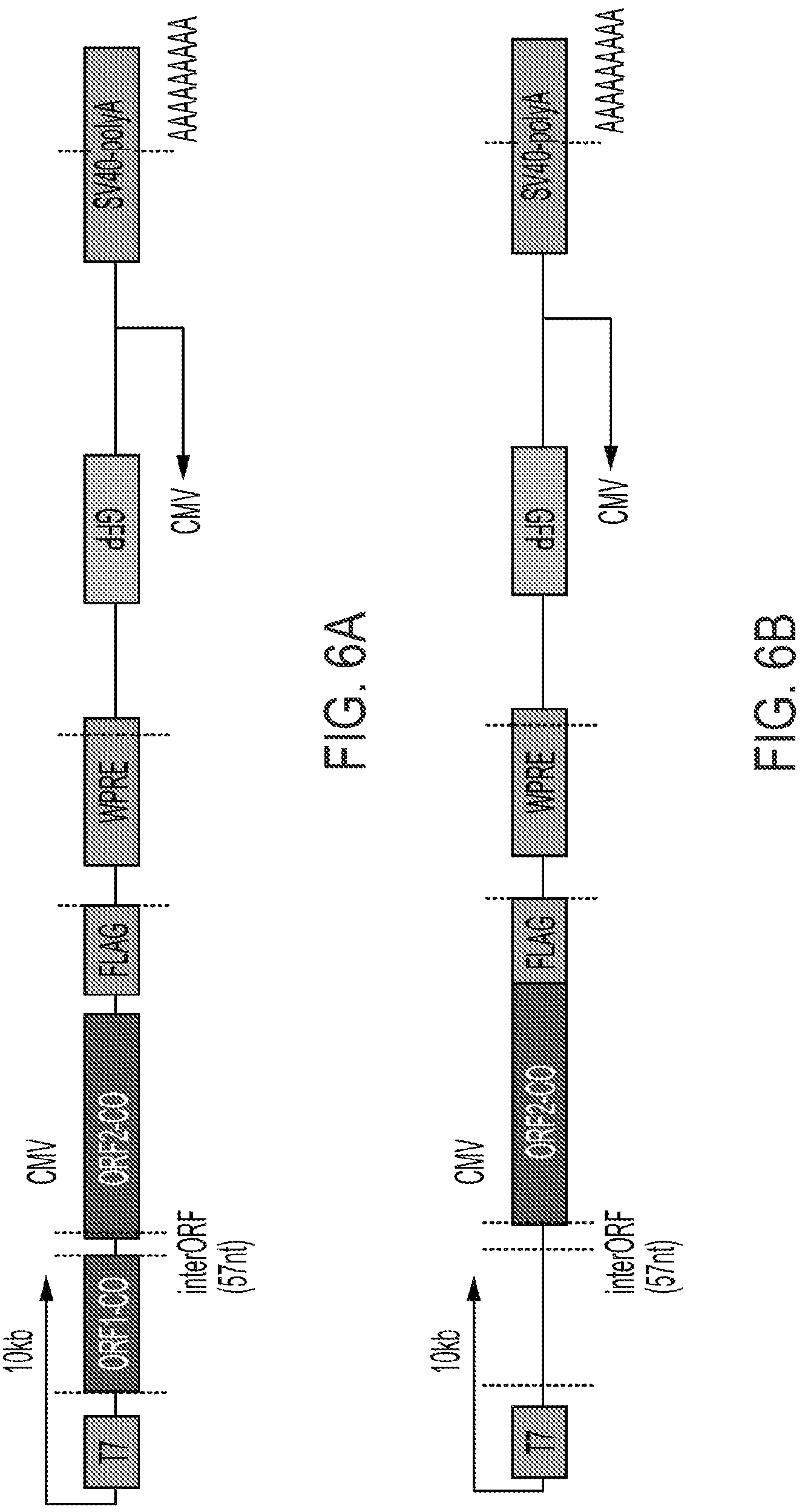 Patent US12319925 Figure 15 – Methods and compositions for genomic integration