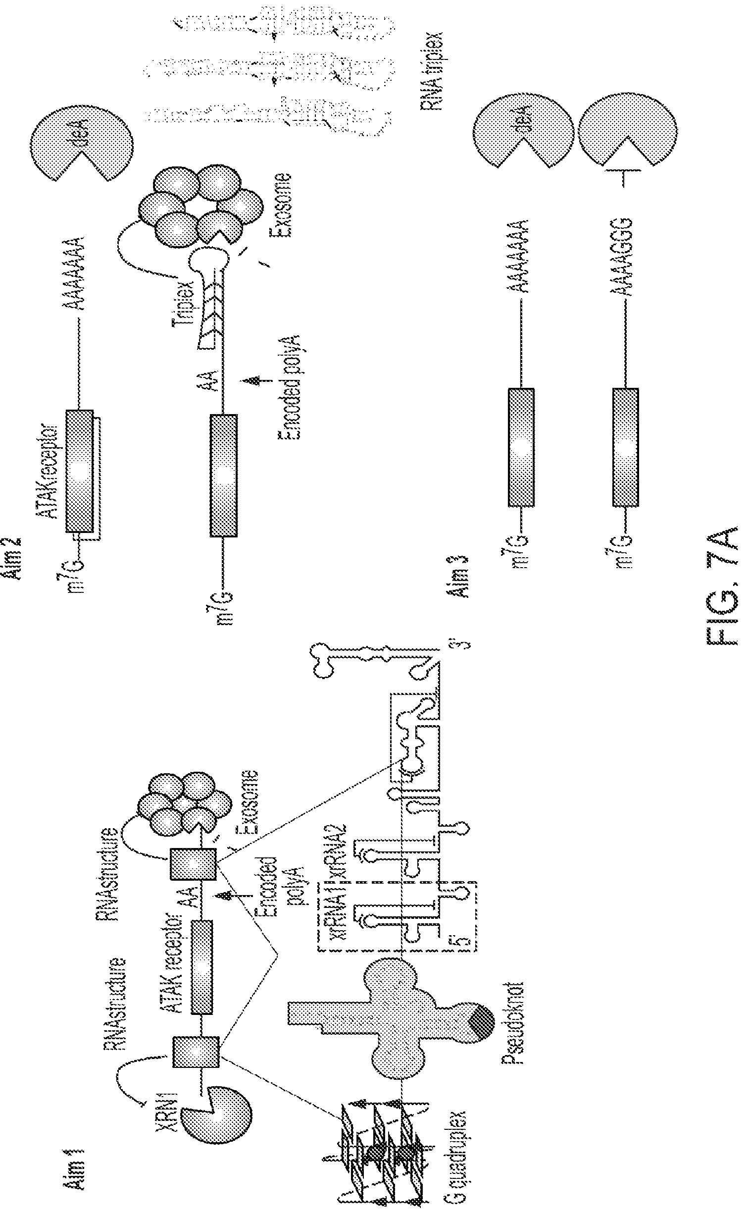 Patent US12319925 Figure 16 – Methods and compositions for genomic integration